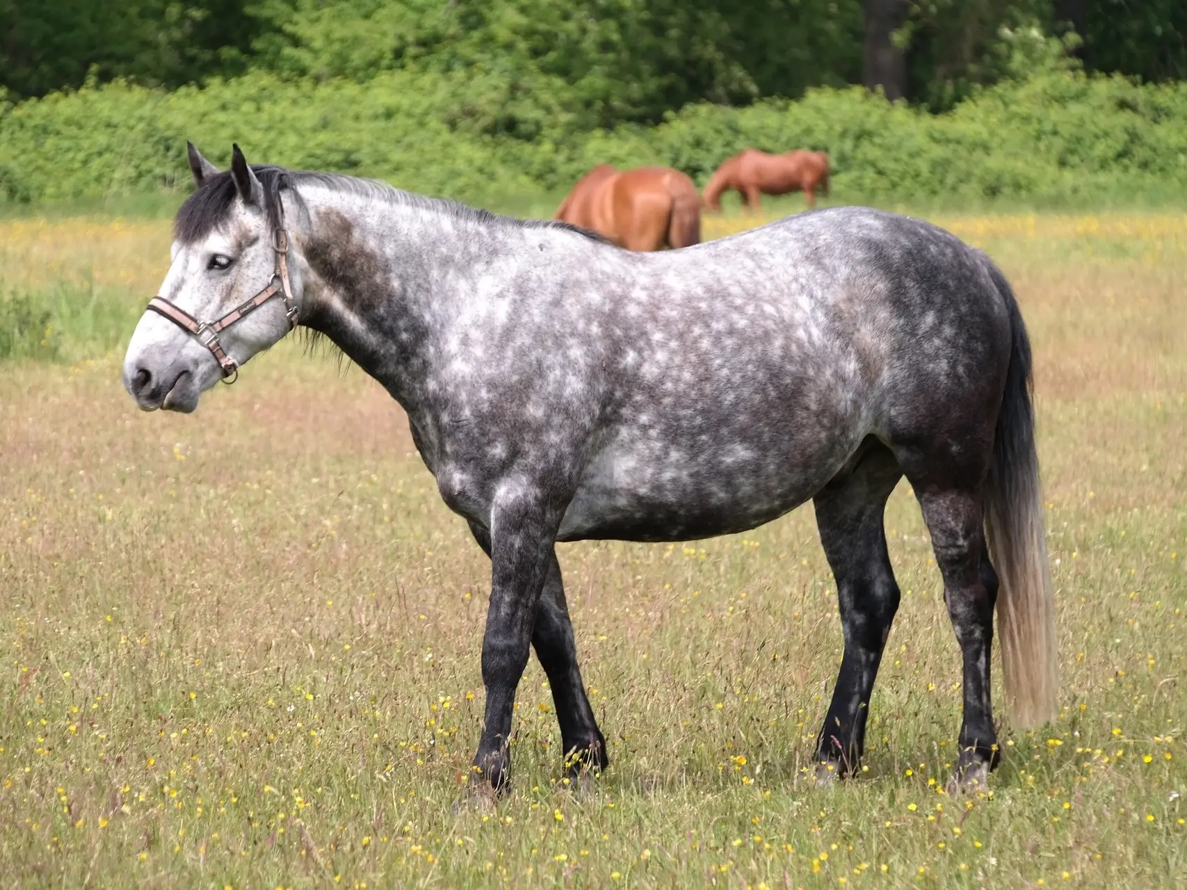 Dapple grey horse