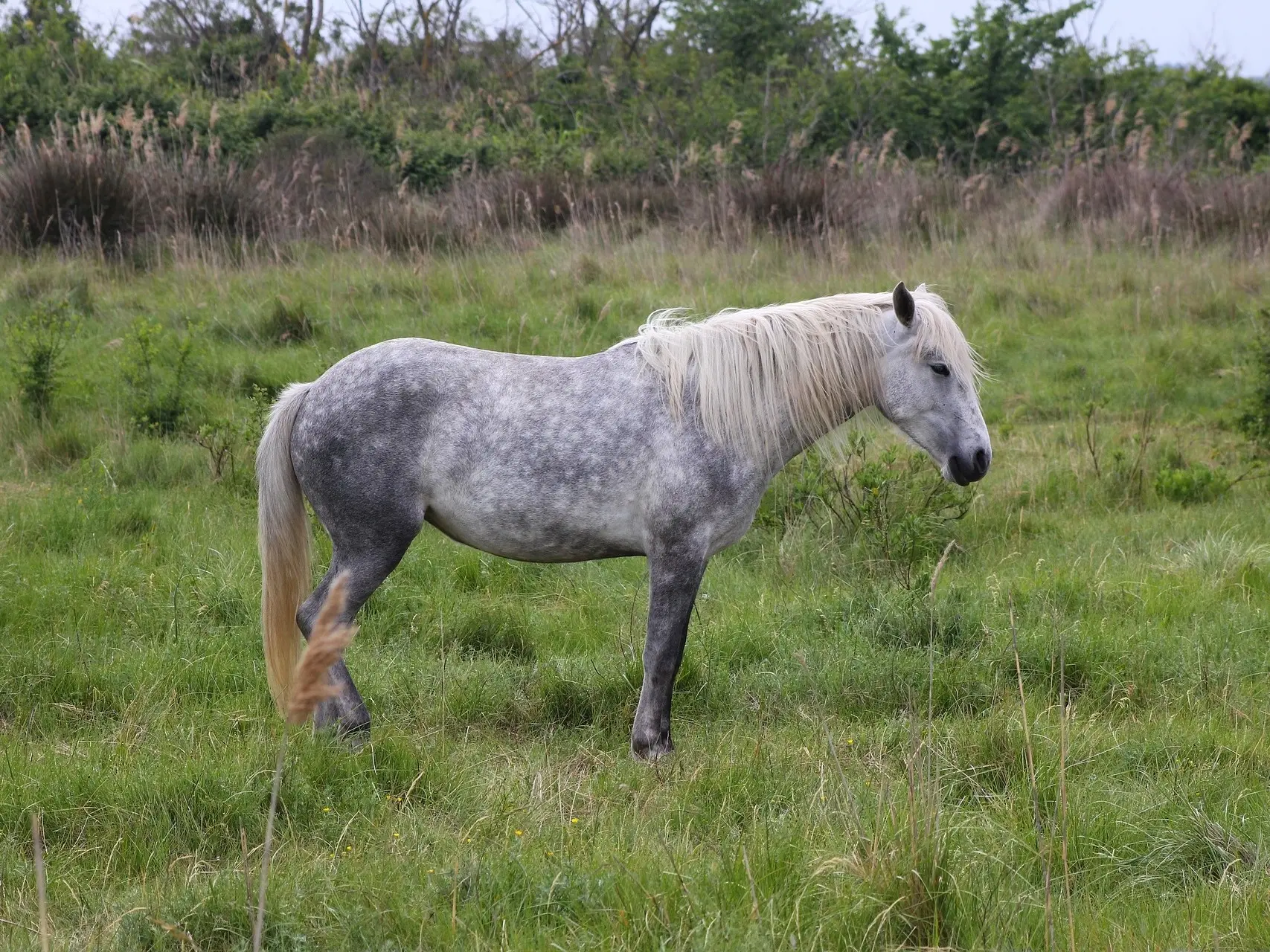 Dapple grey horse