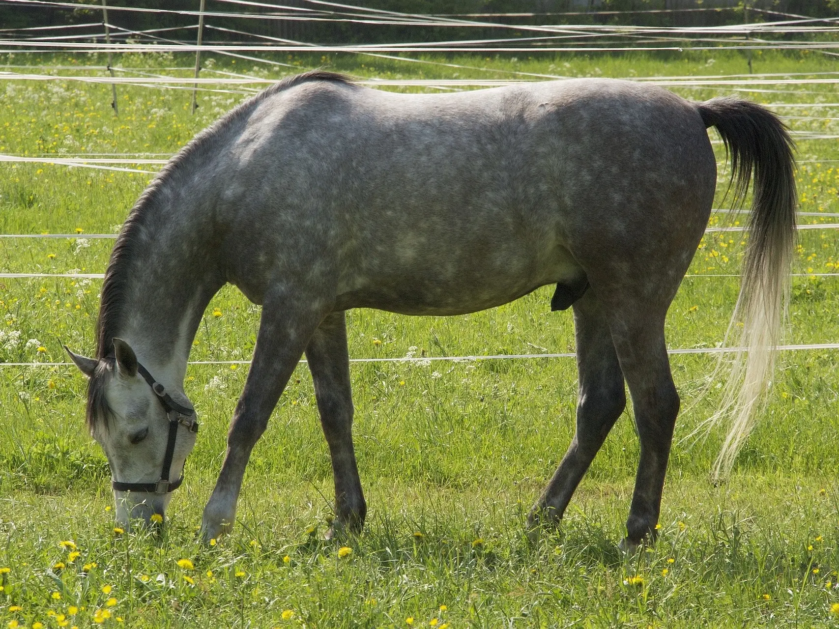 Dapple grey horse