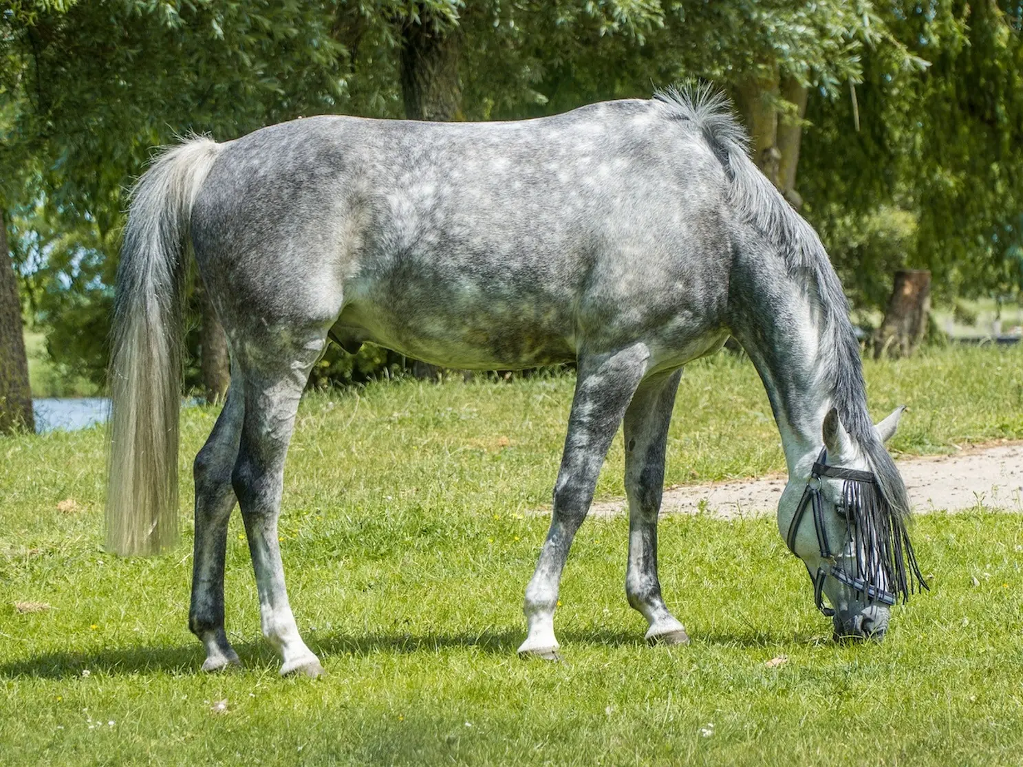 Black grey horse horse