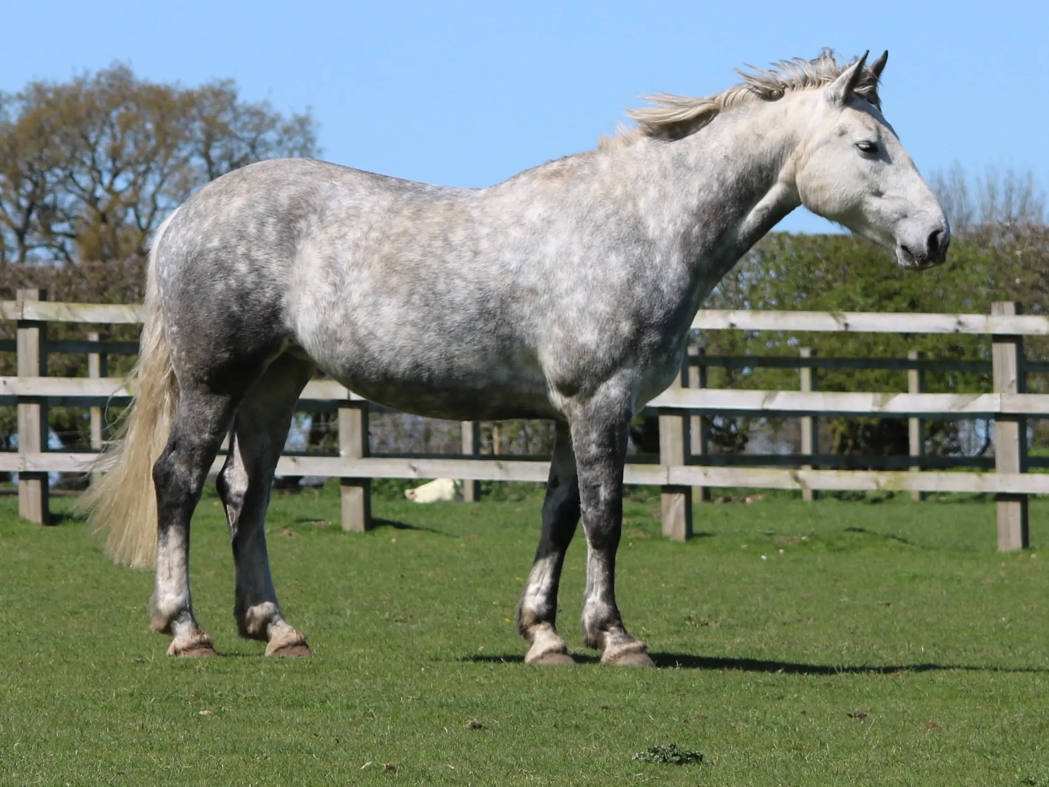 Dapple grey horse