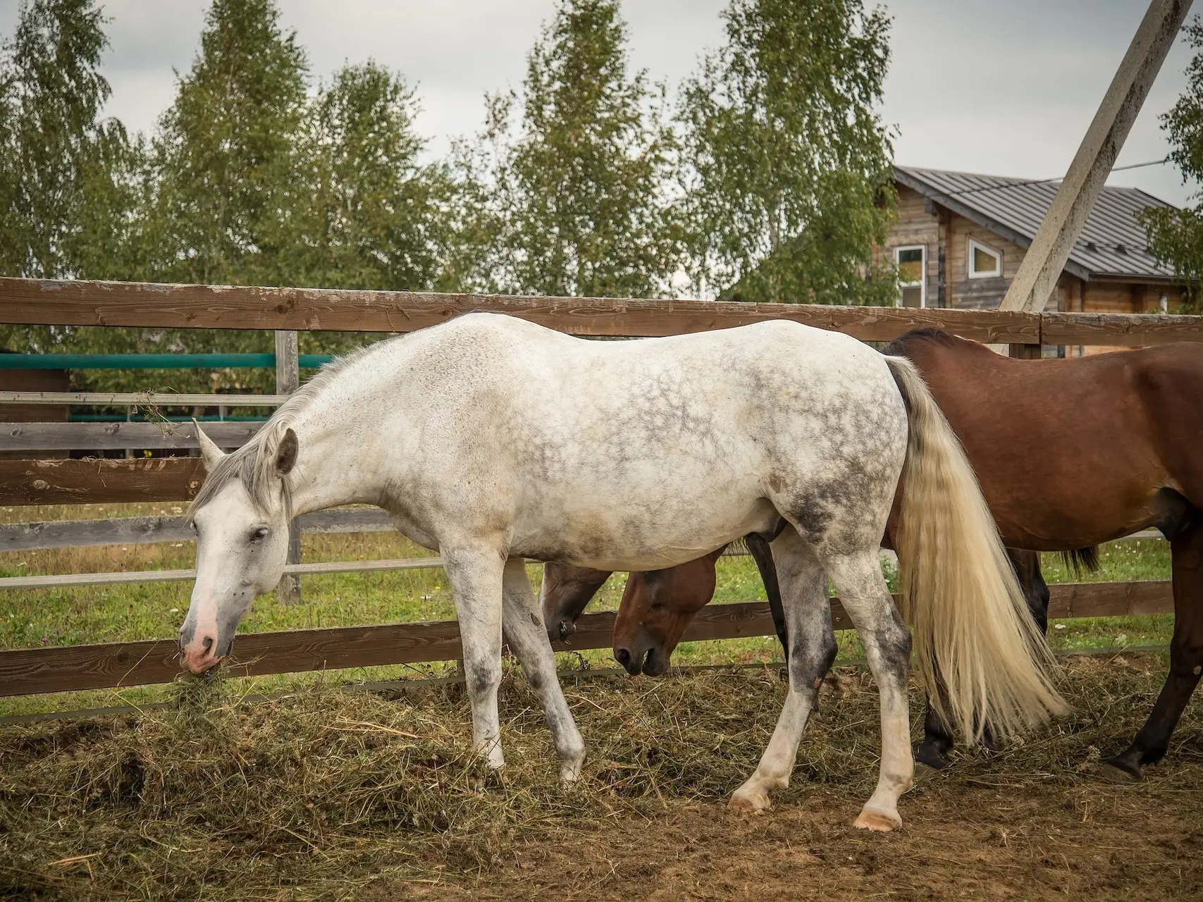 Dapple grey horse