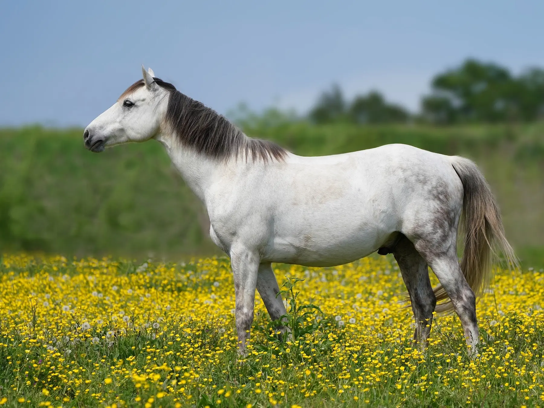 Dapple grey horse