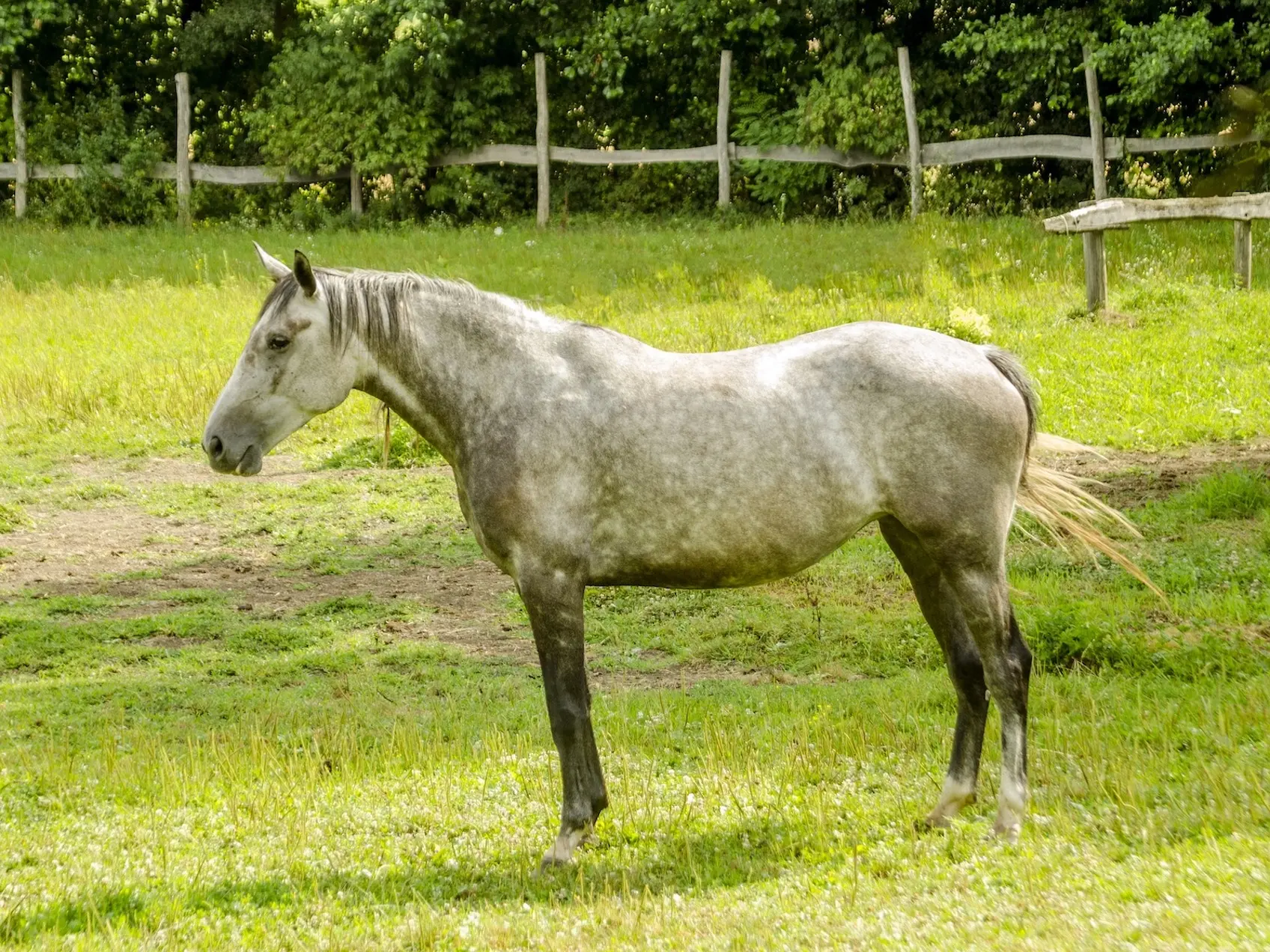 Dapple grey horse