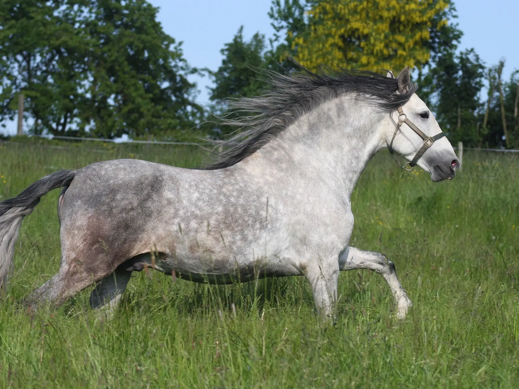 Bay grey horse