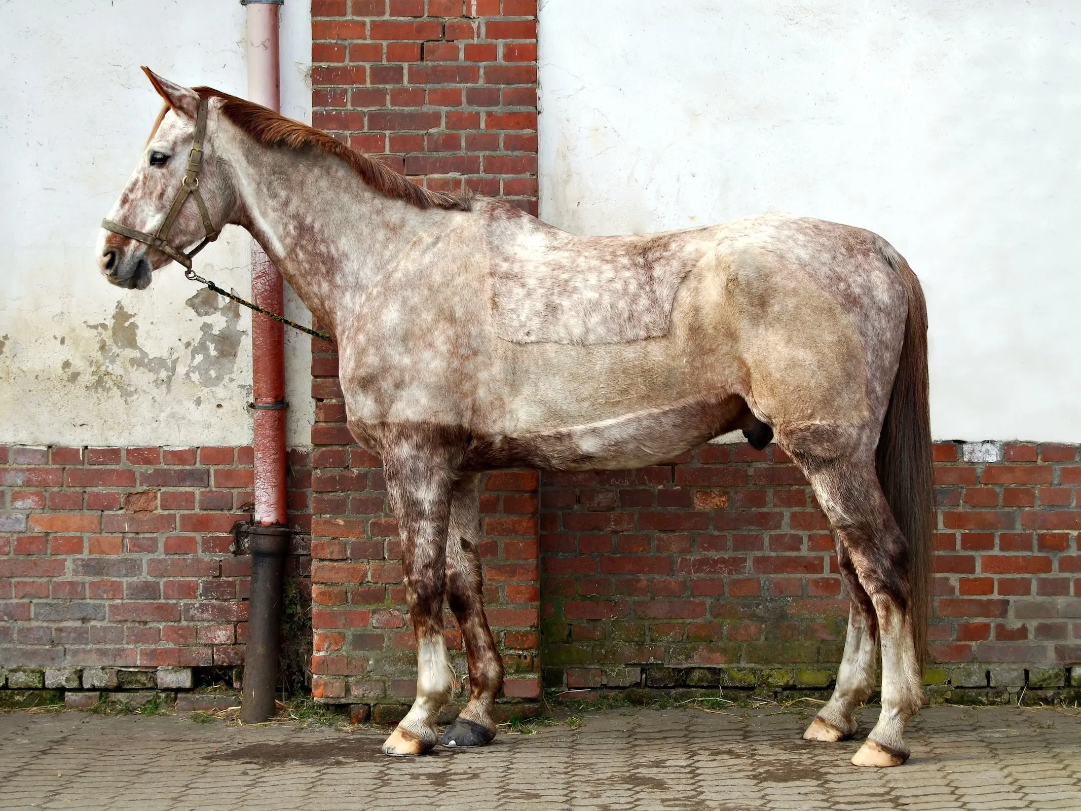 Rose dapple grey horse