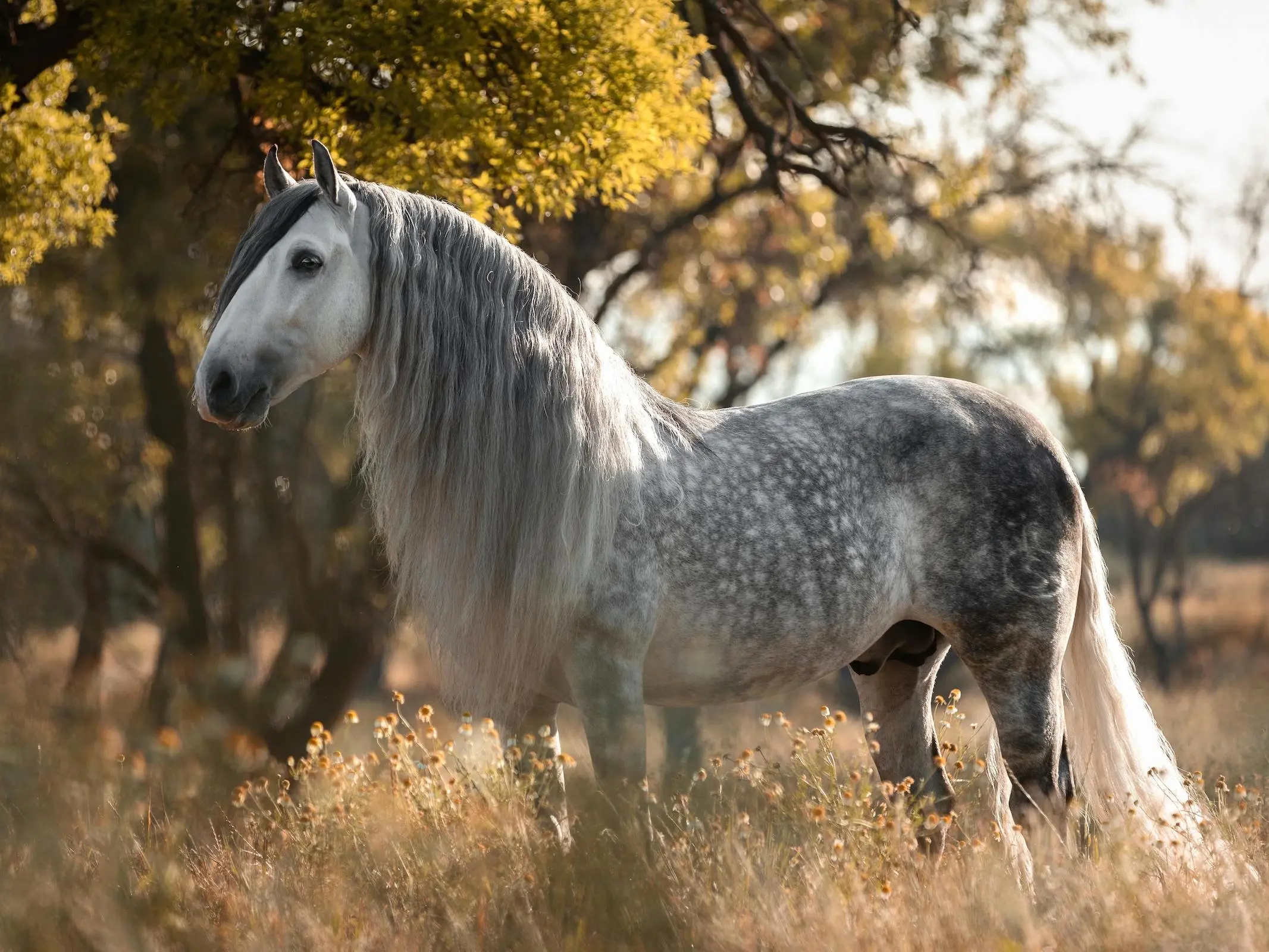 Dapple grey horse