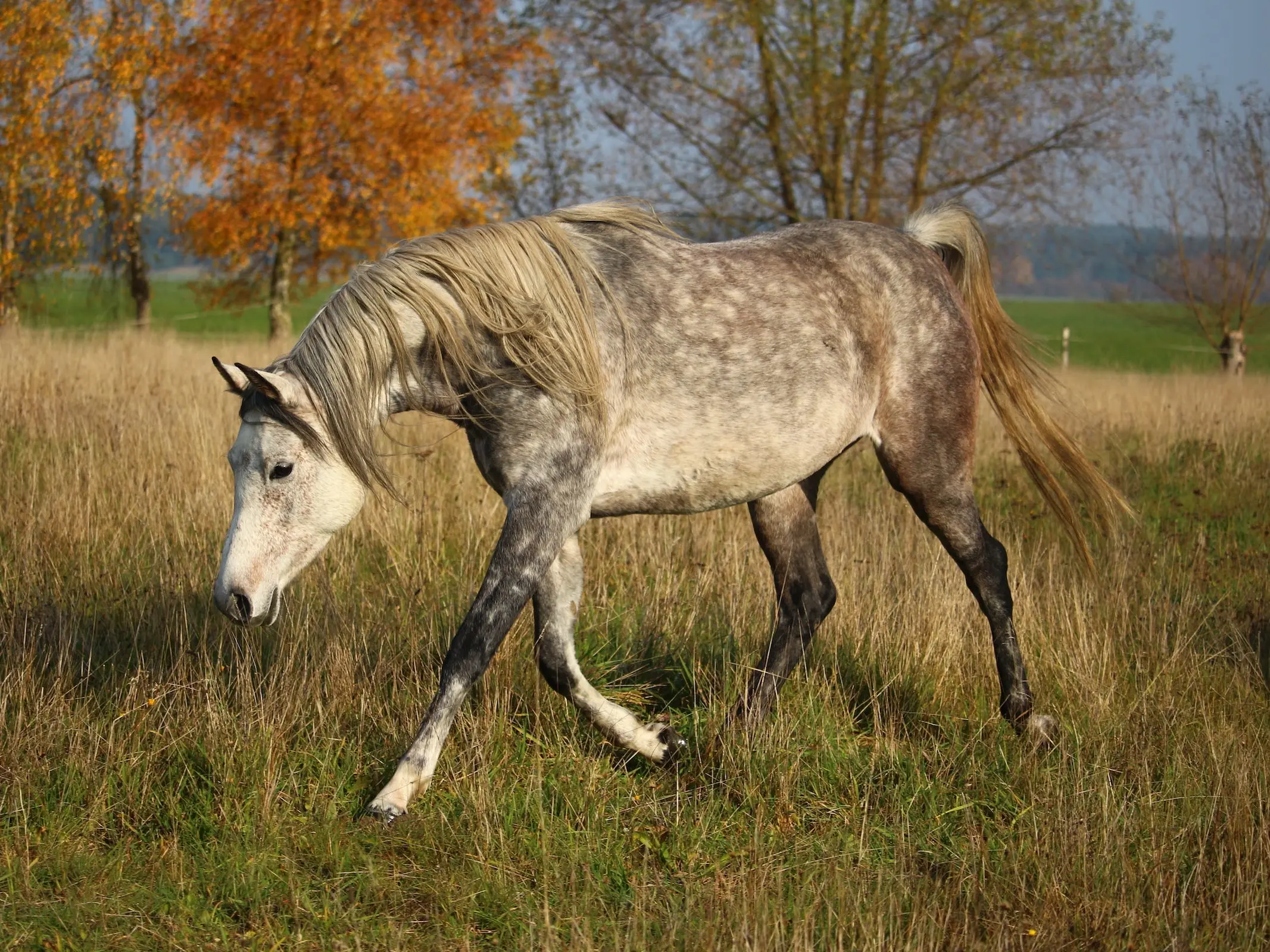 Chestnut grey horse