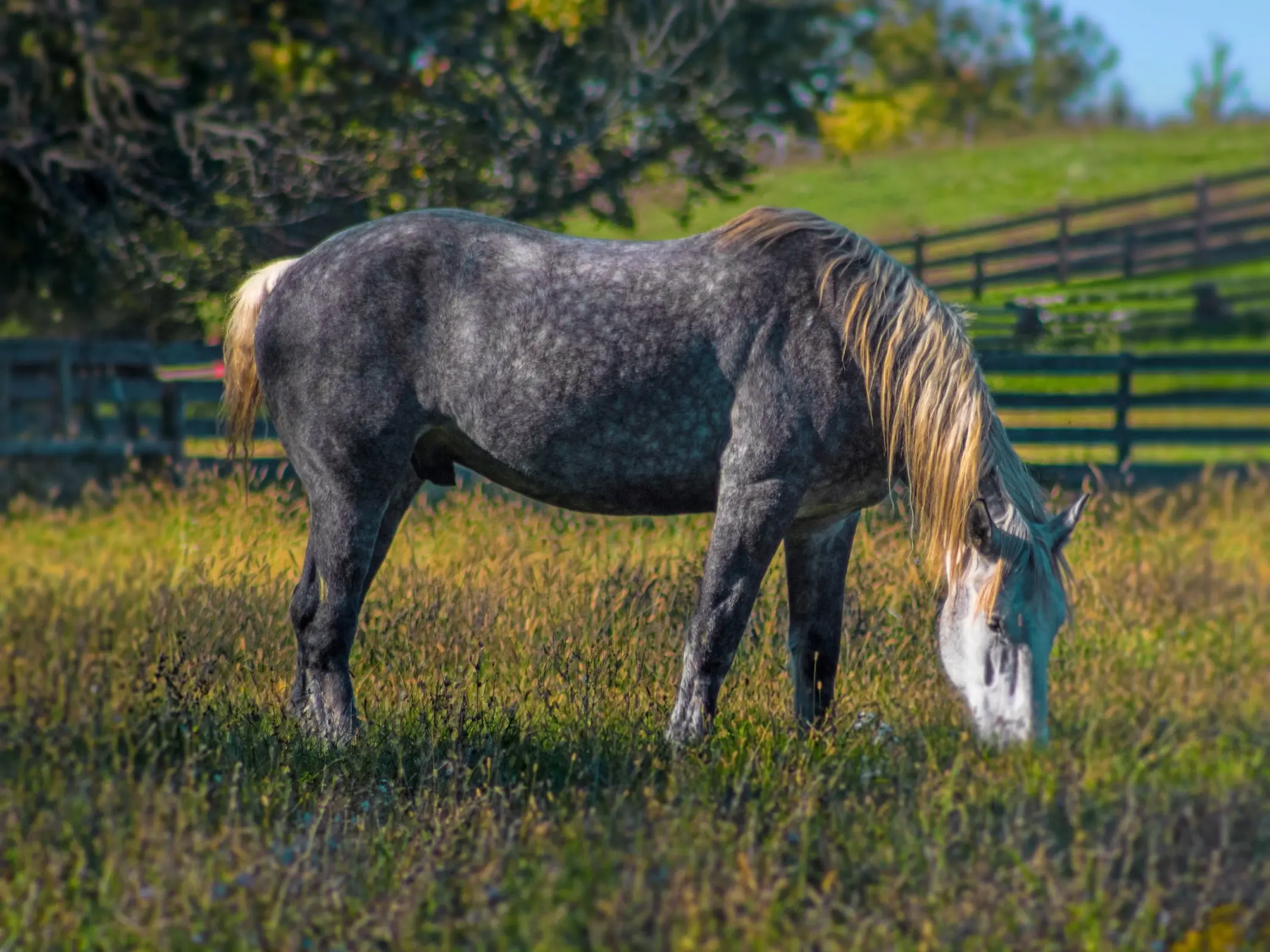 Dapple grey horse