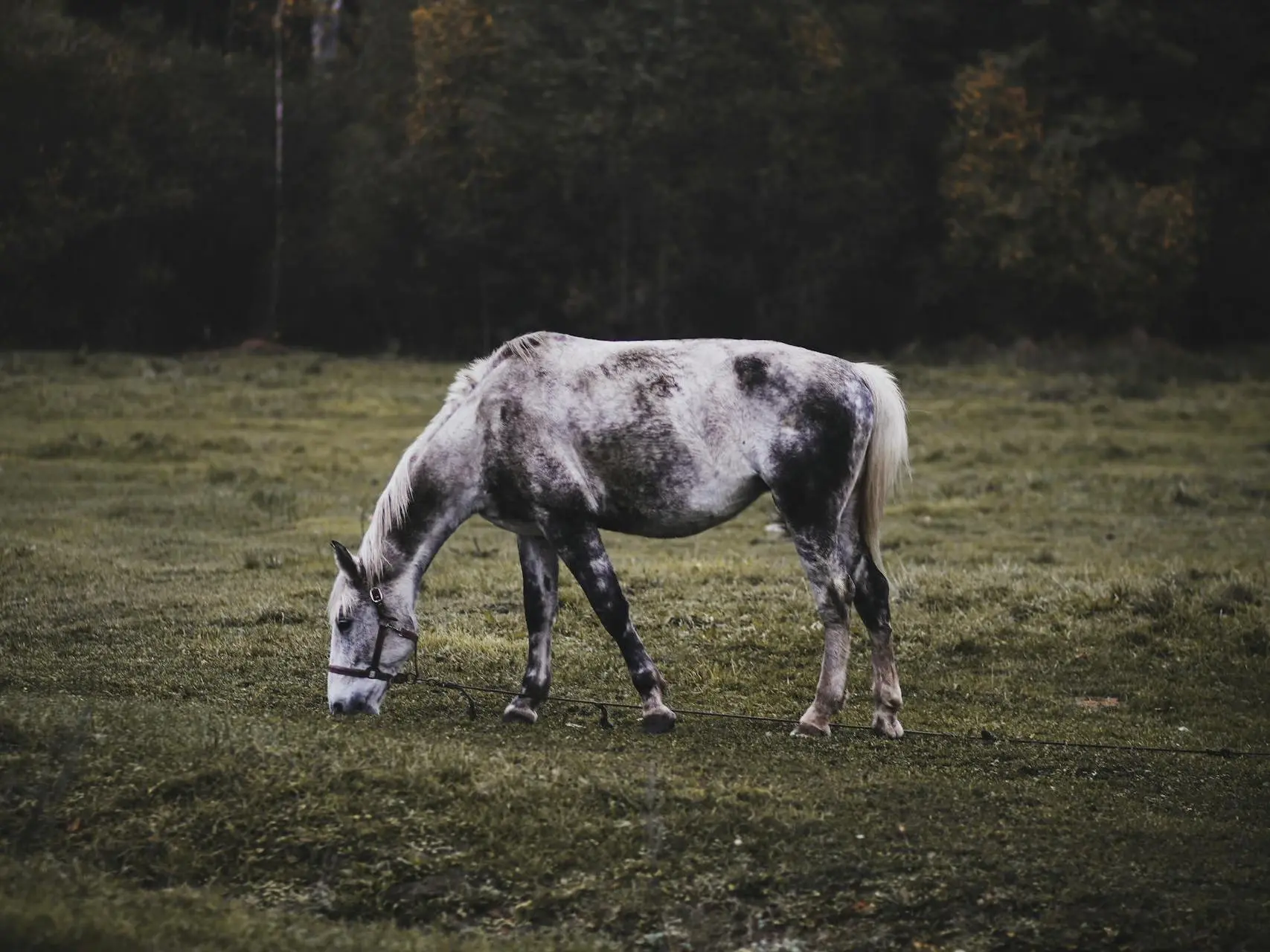 Black grey horse horse