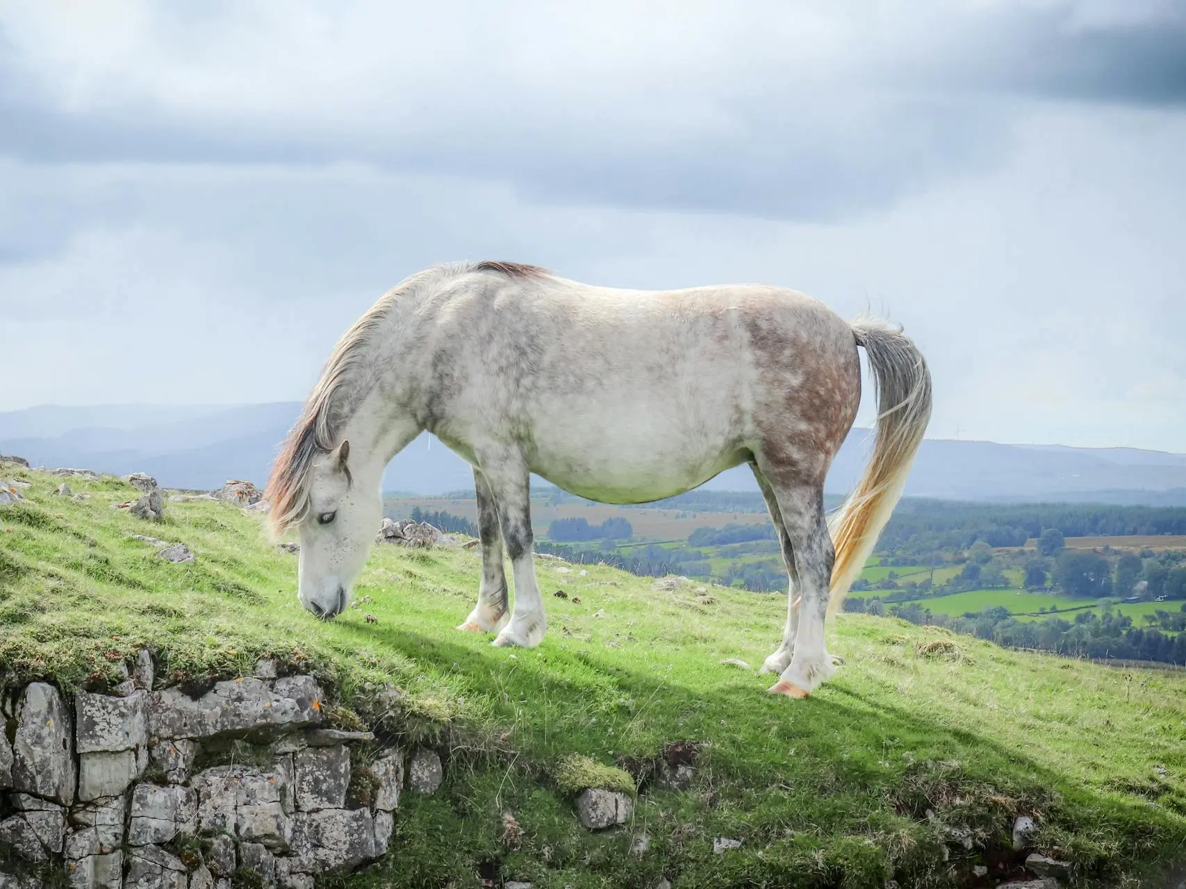 Chestnut grey horse