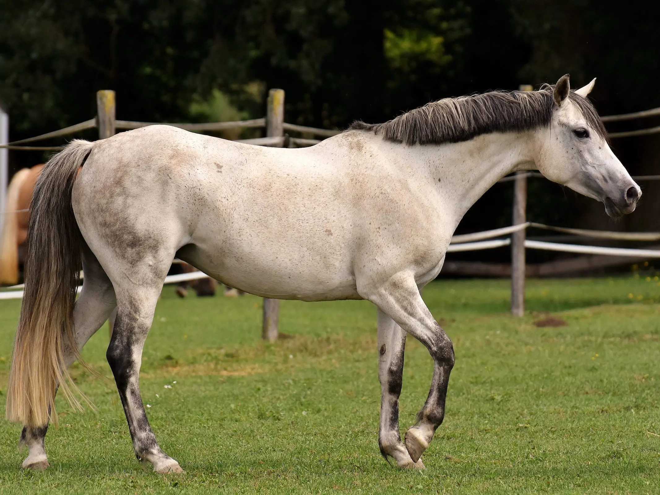 Dapple grey horse