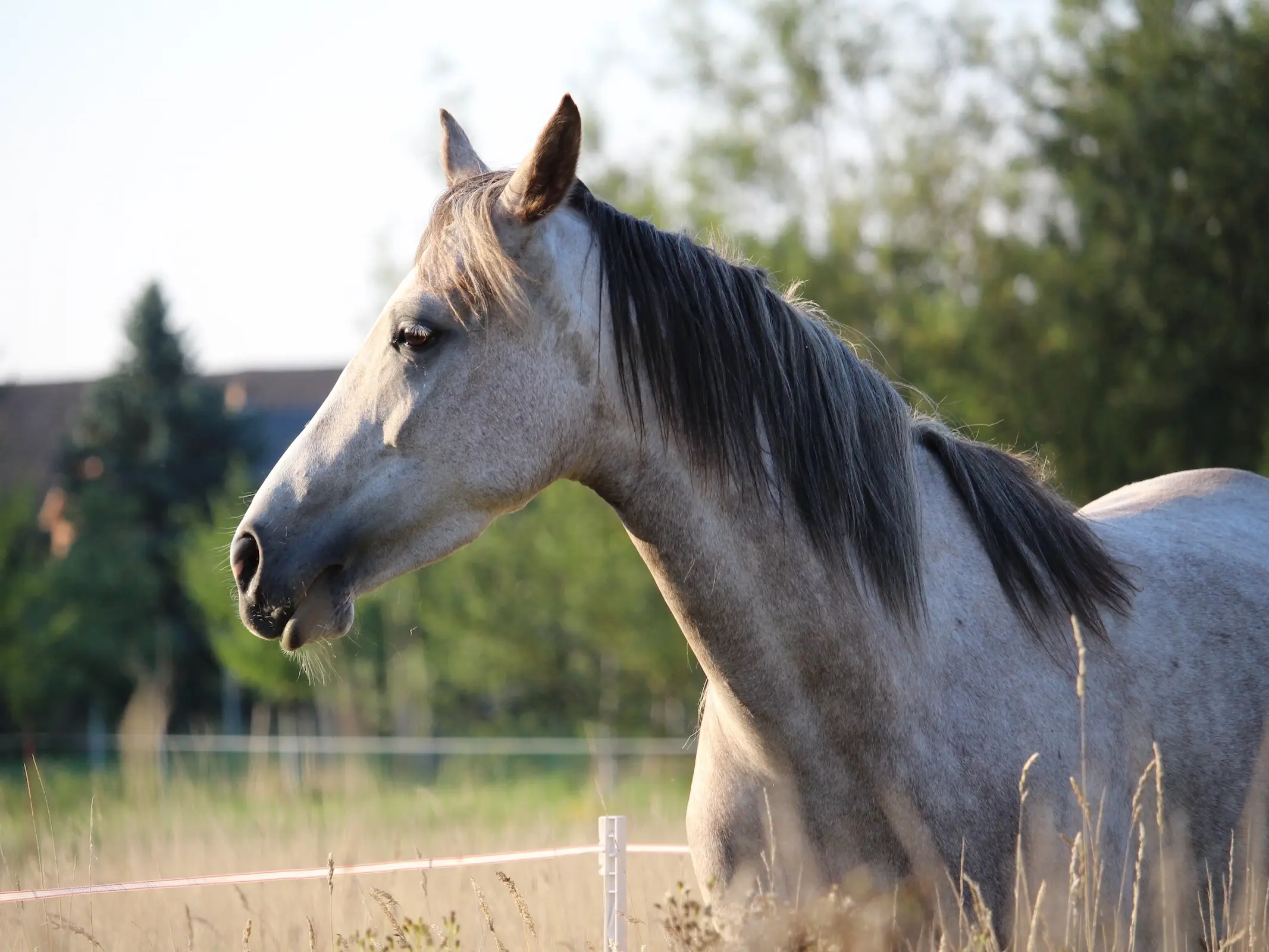 Bay grey horse