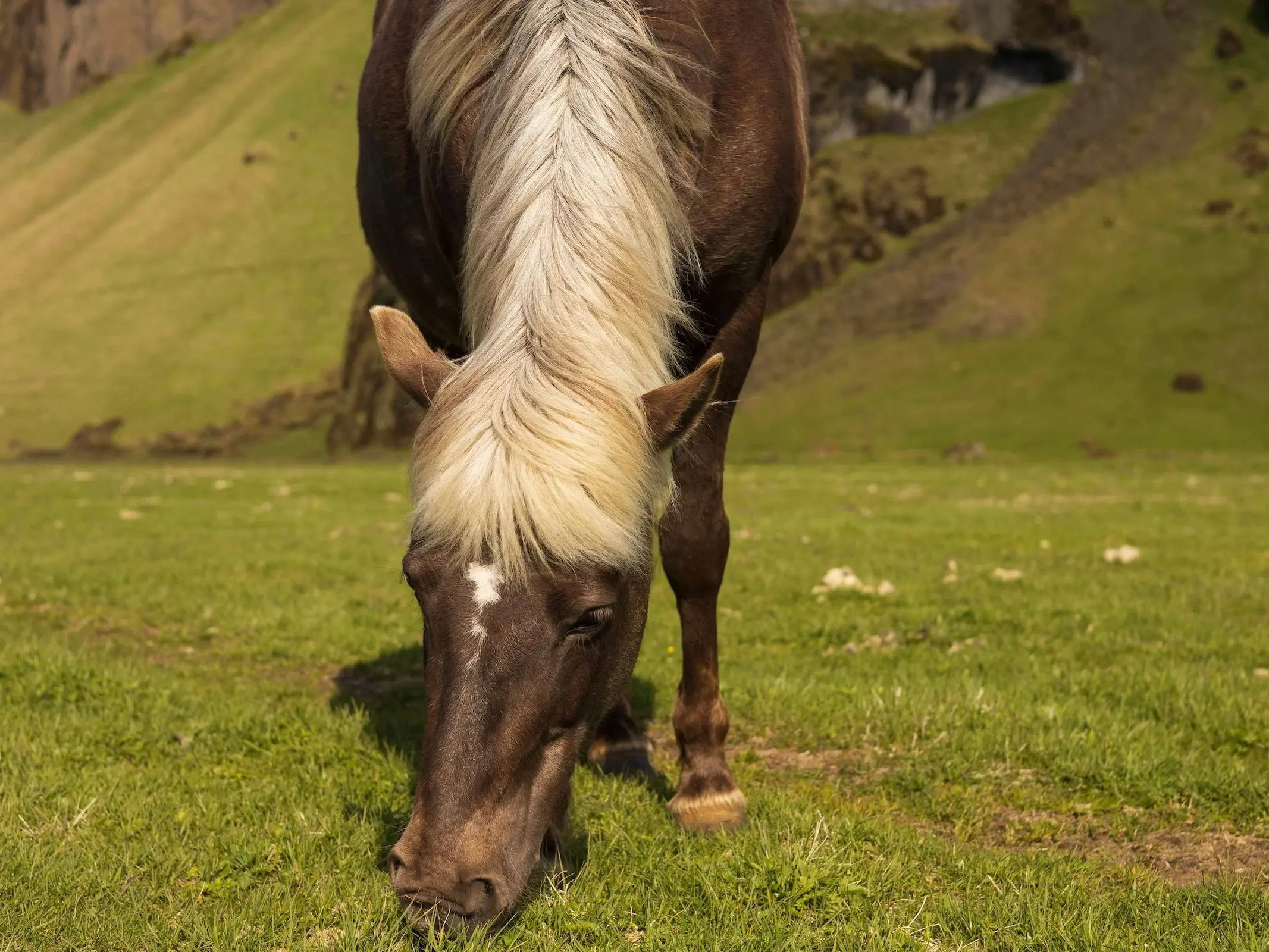 Silver dapple horse