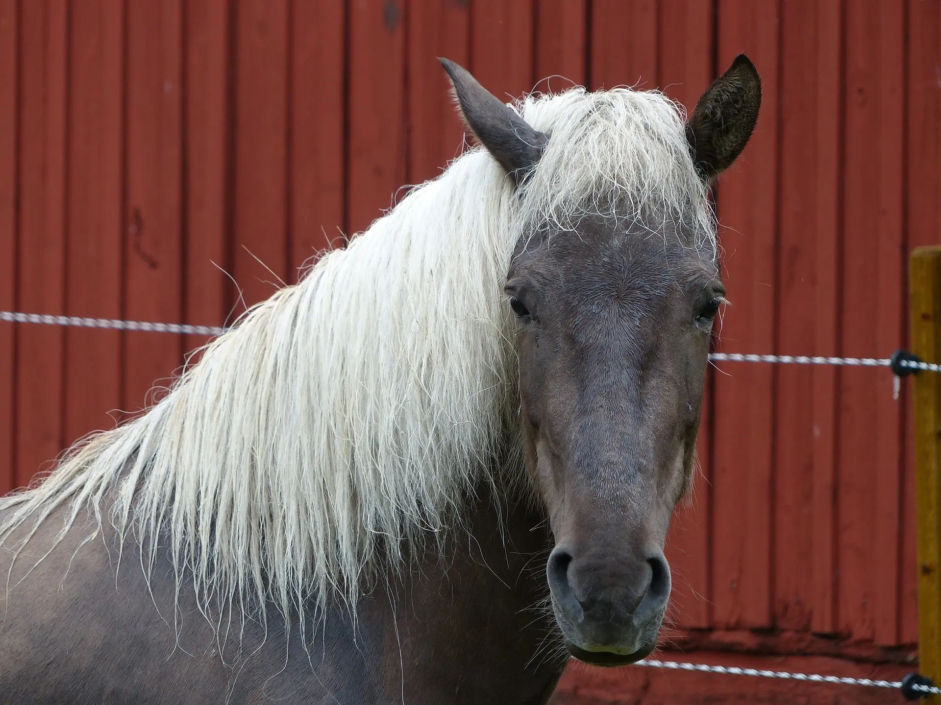 Silver dapple horse