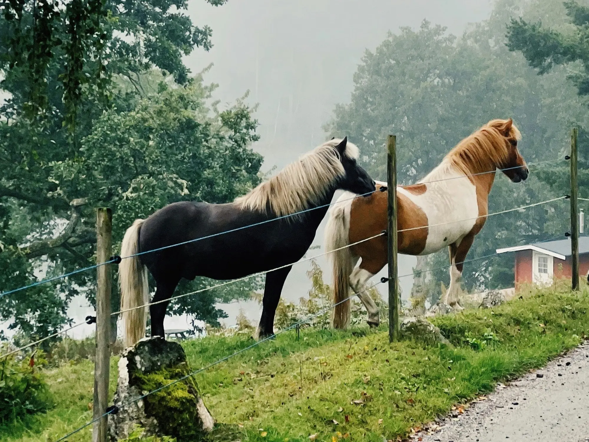 Silver dapple horse