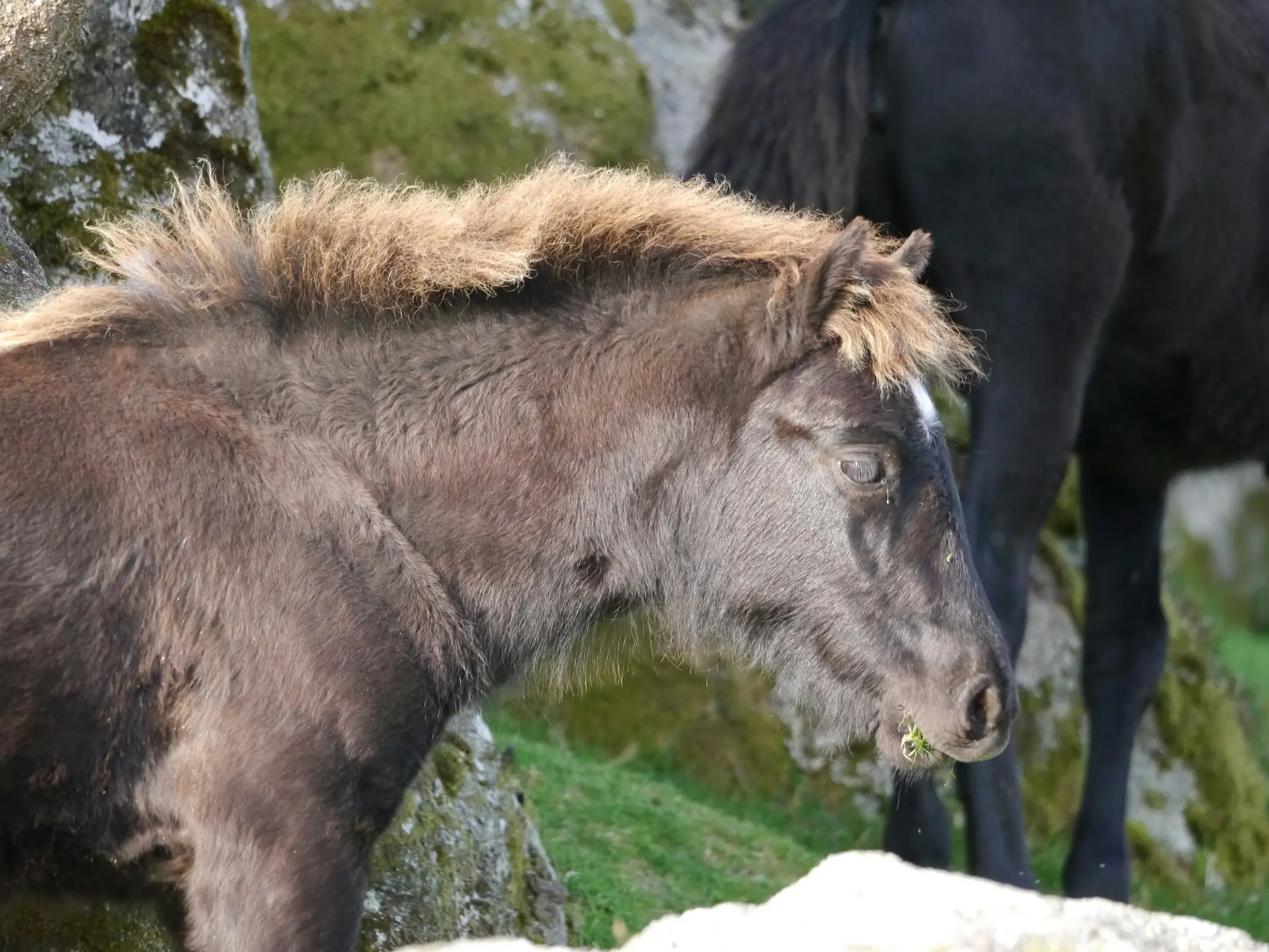 Silver dapple horse