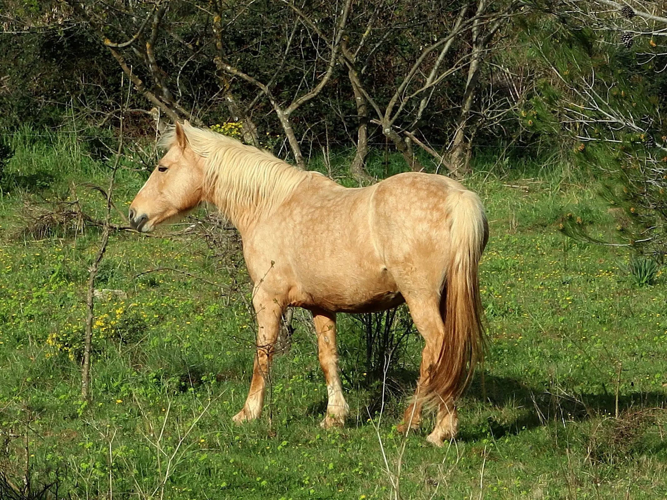 Palomino horse with dapples