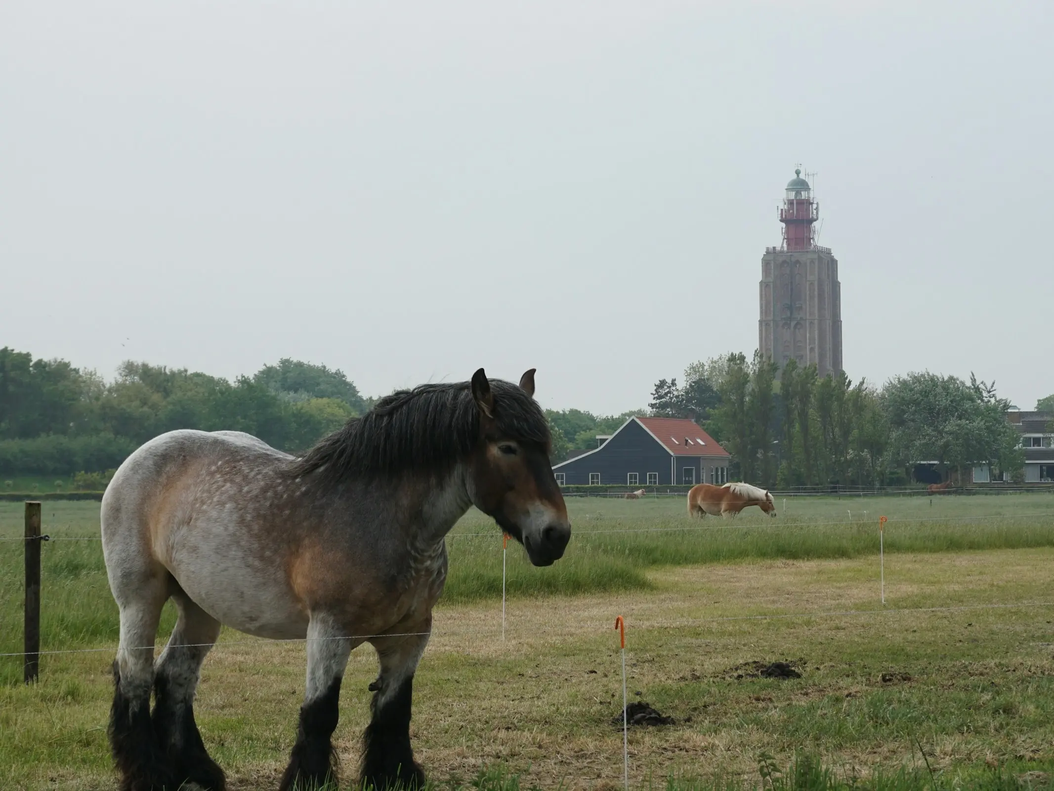 Roan horse with dapples