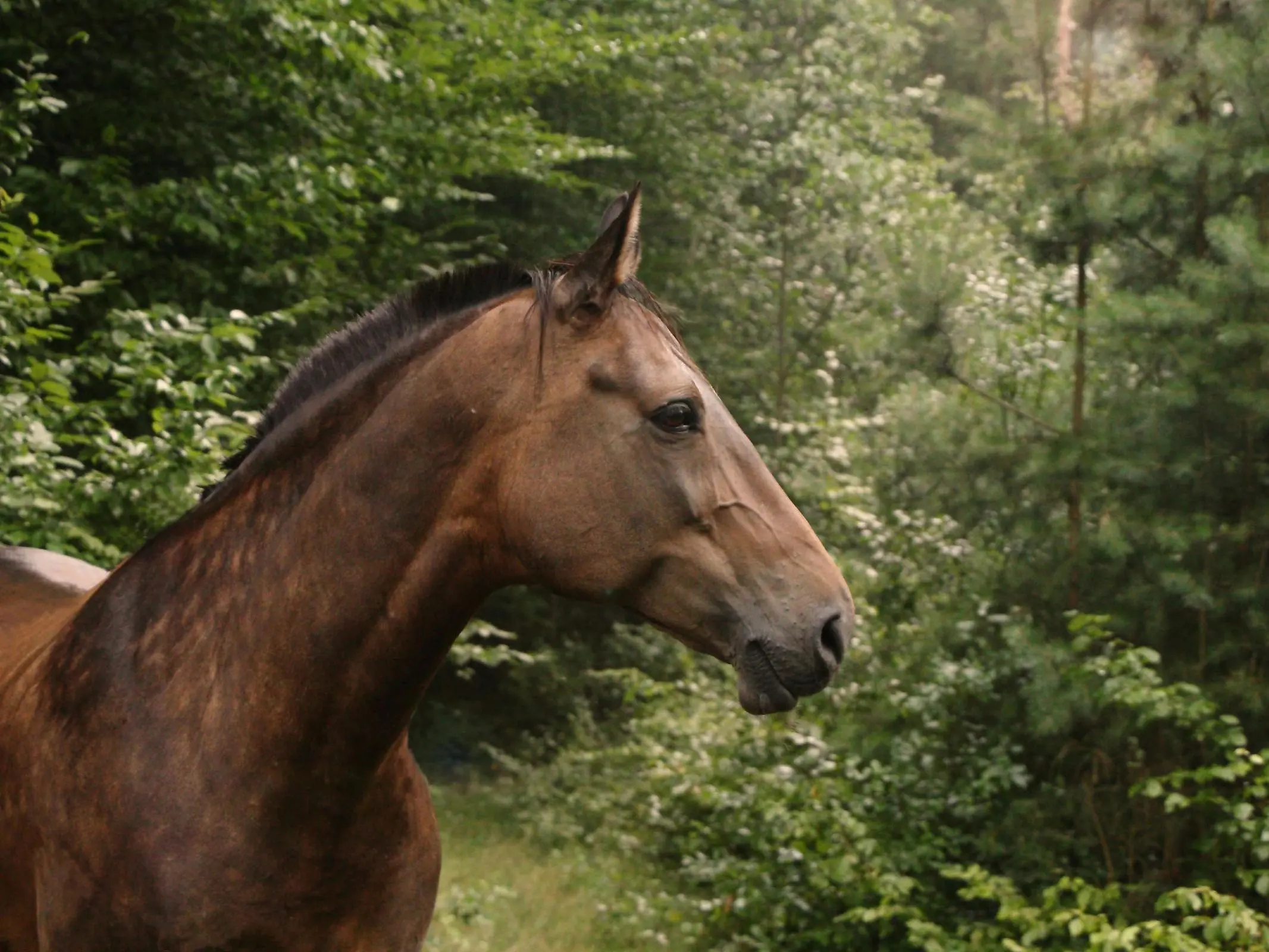 Sooty bay horse with dapples