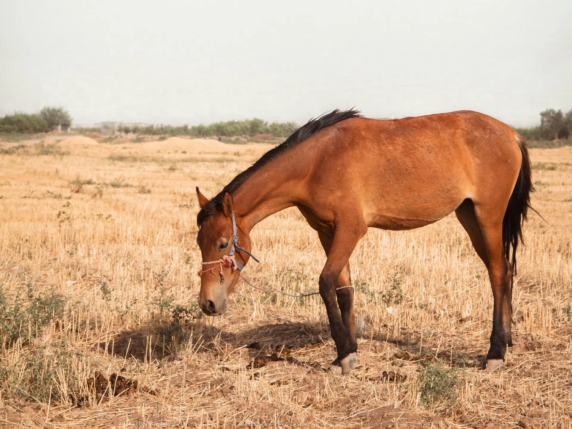 Darashouri Horse