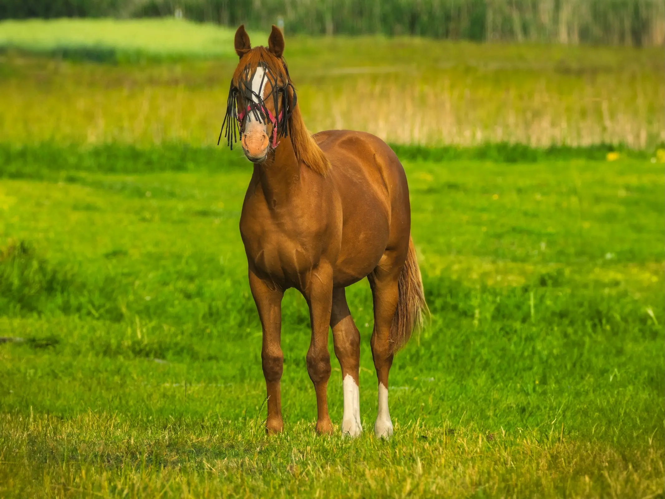 Darbowsko Tarnowski
