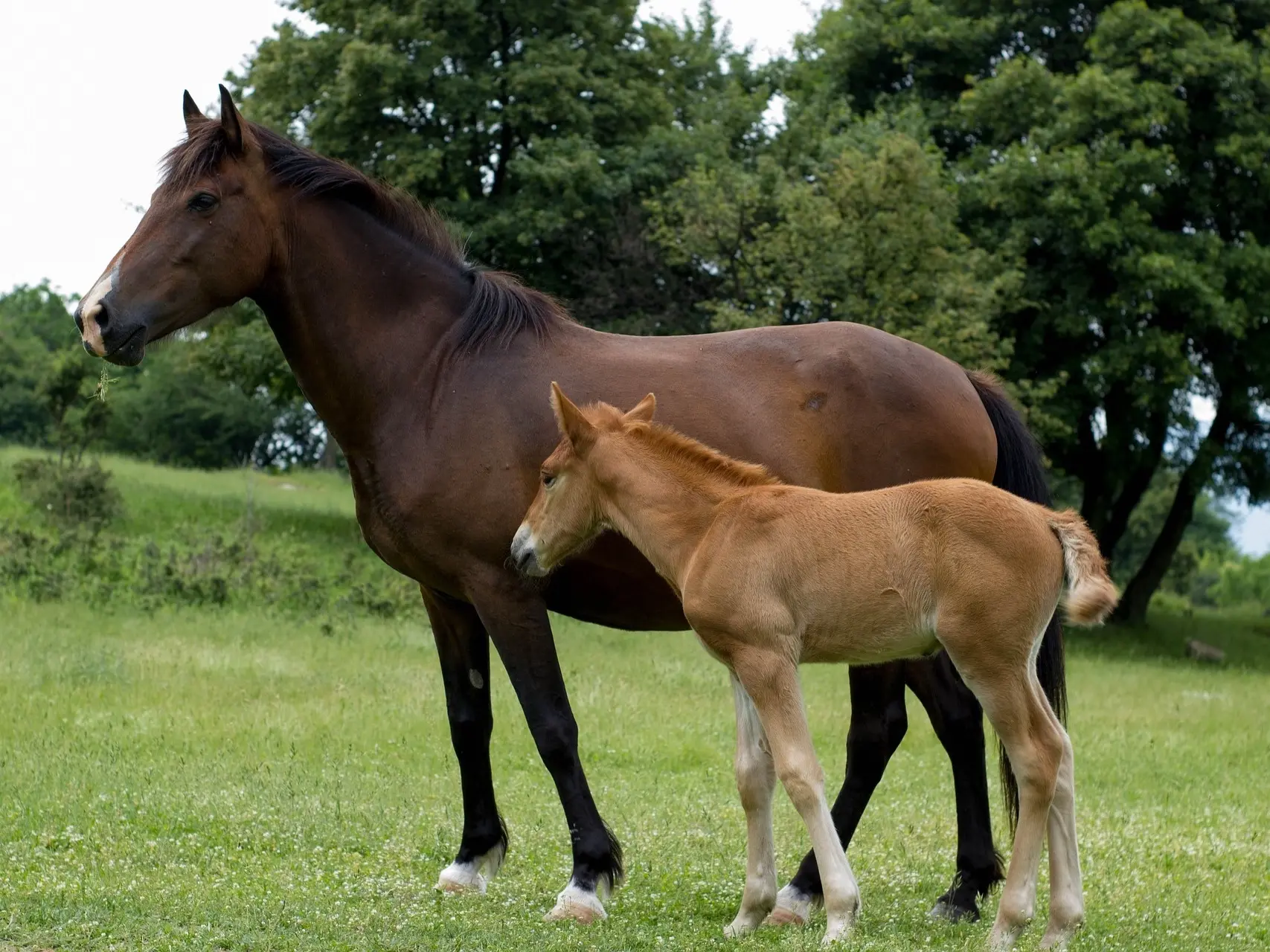 Dark bay horse