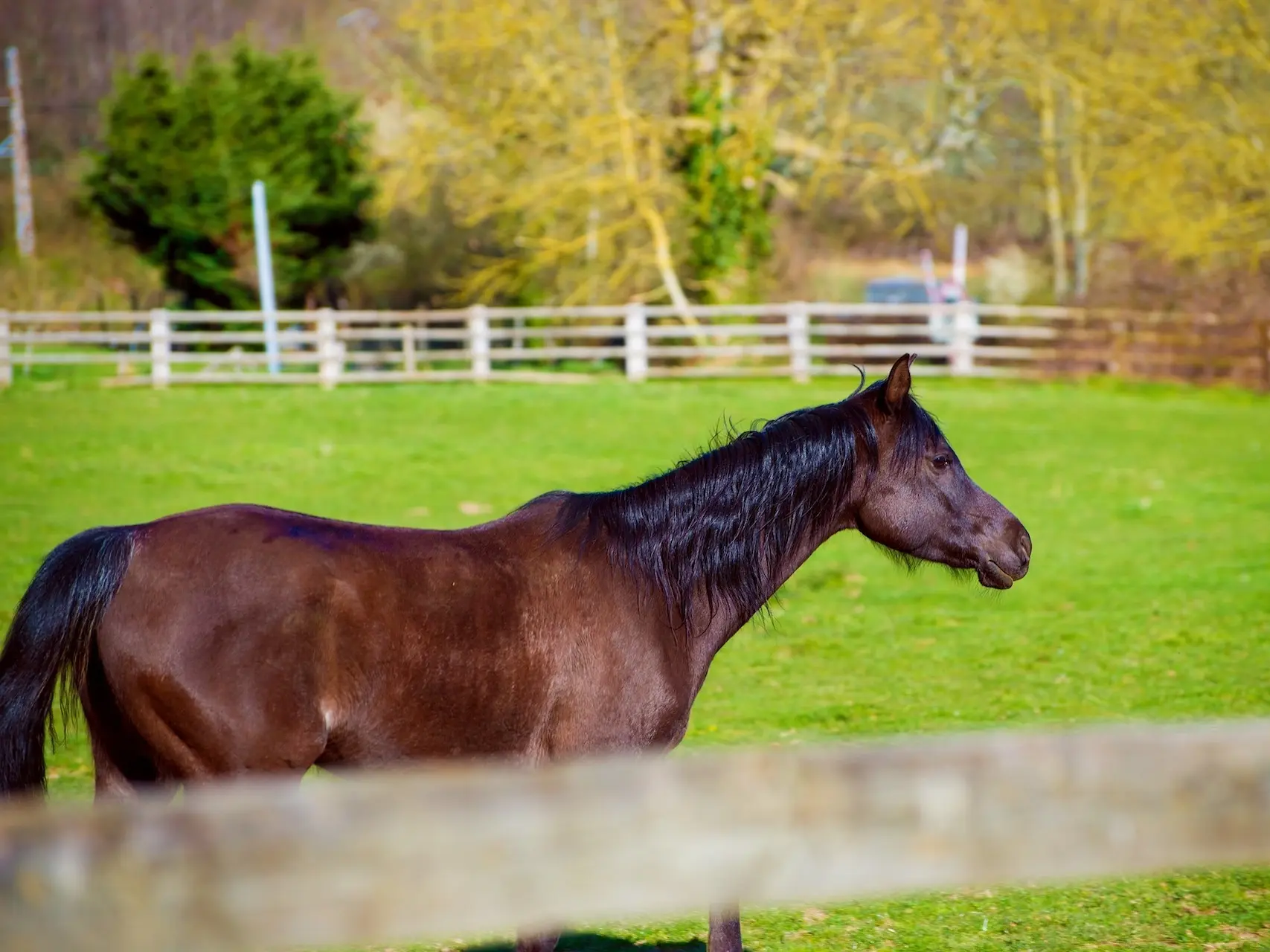 Dark bay horse