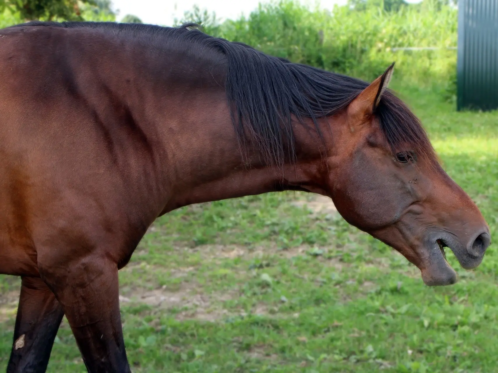 Dark bay horse