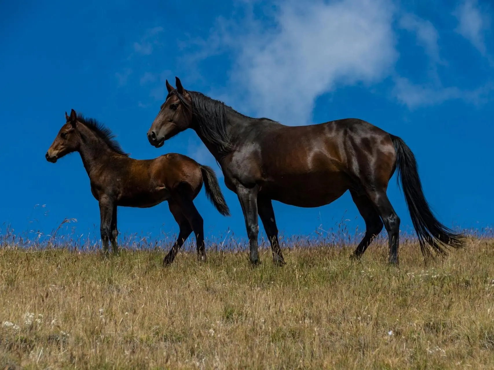 Dark bay horse