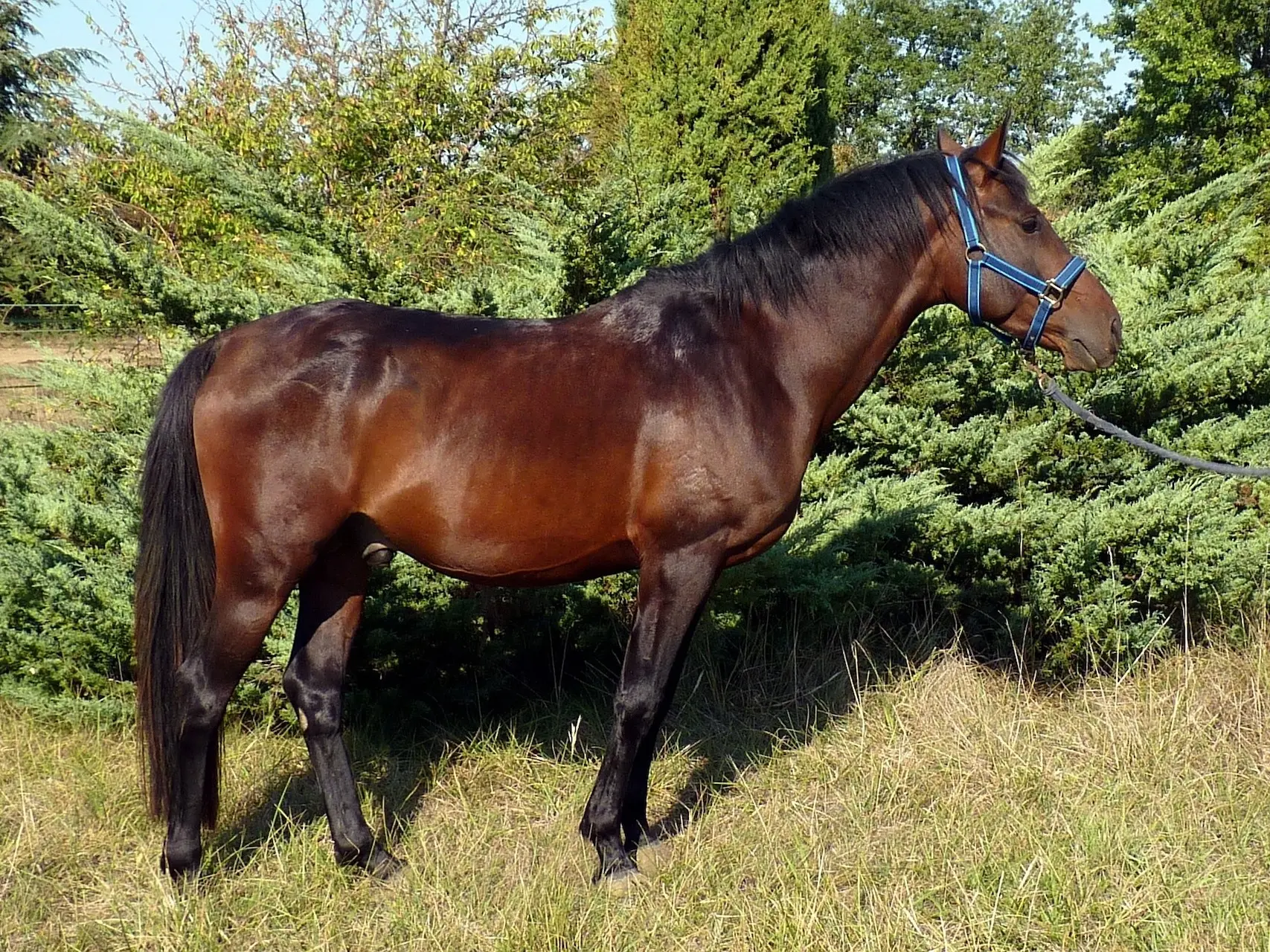 Horse with a black sock leg marking