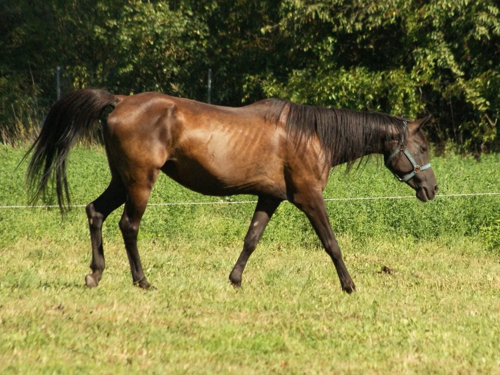 Dark bay horse