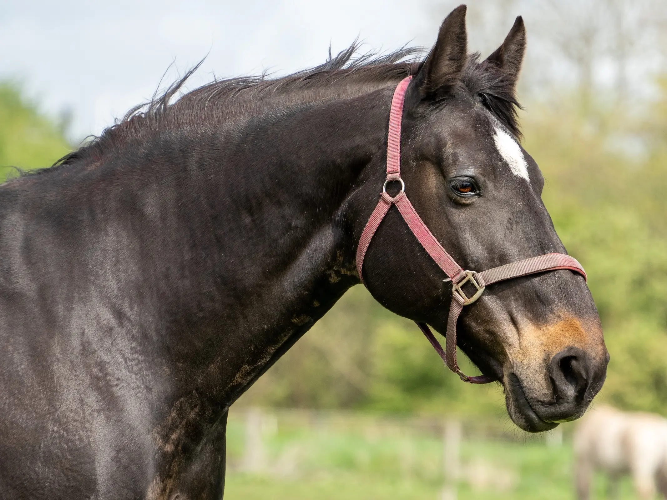 Brown horse in summer