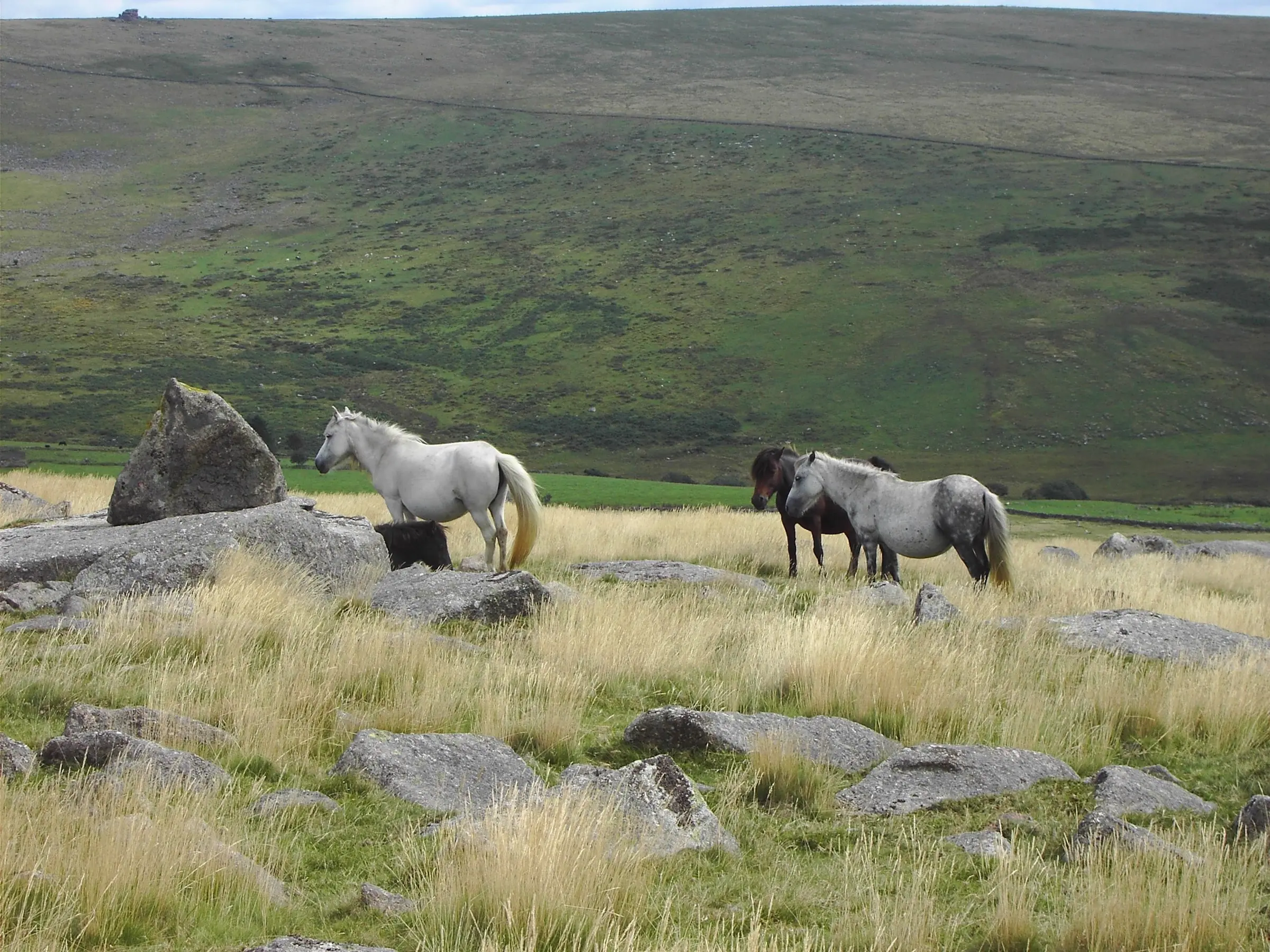 Dartmoor Pony