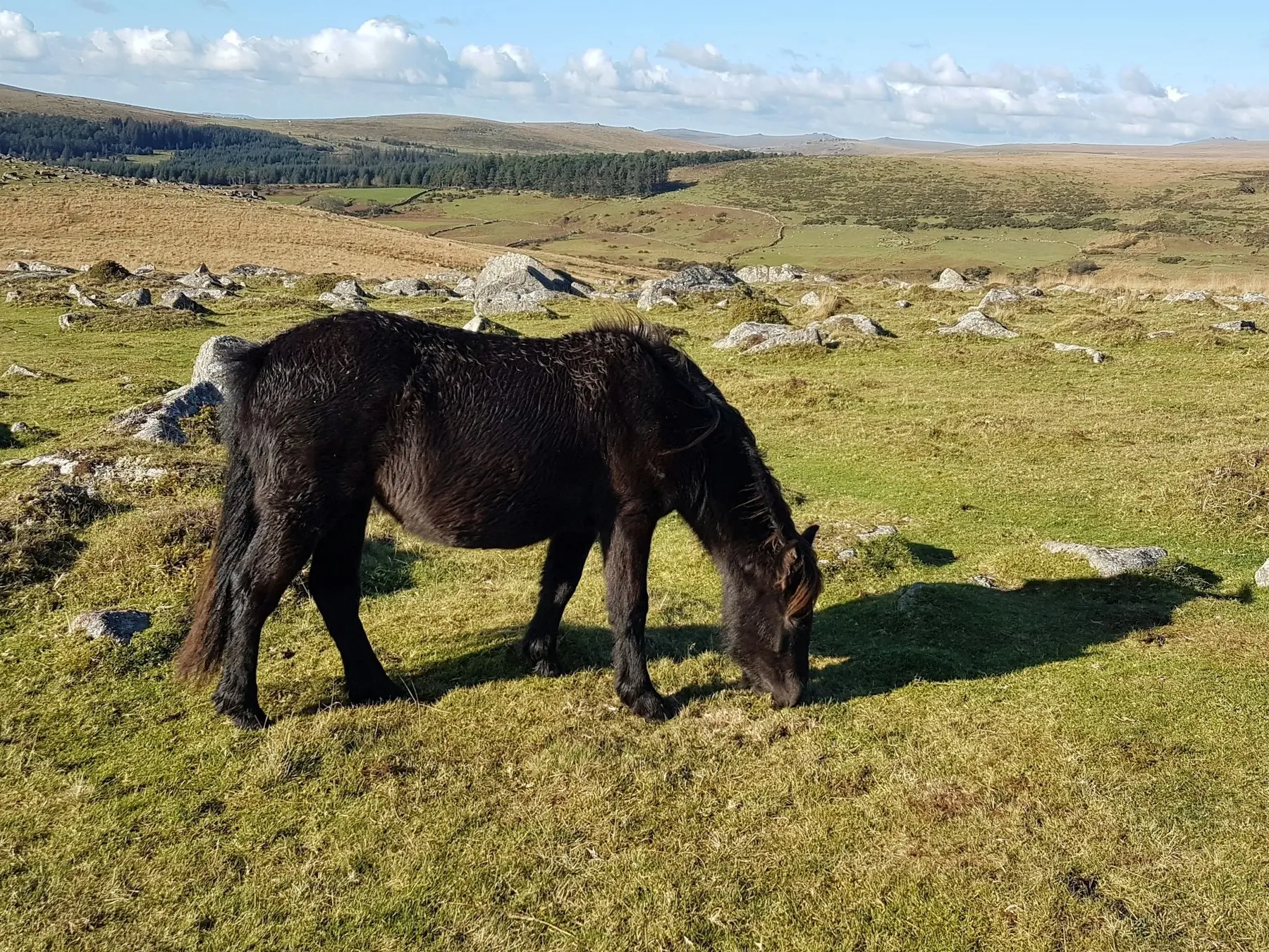 Dartmoor Pony