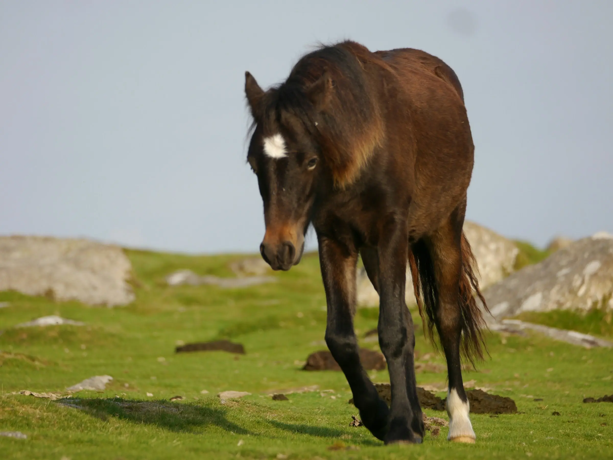 Dartmoor Pony