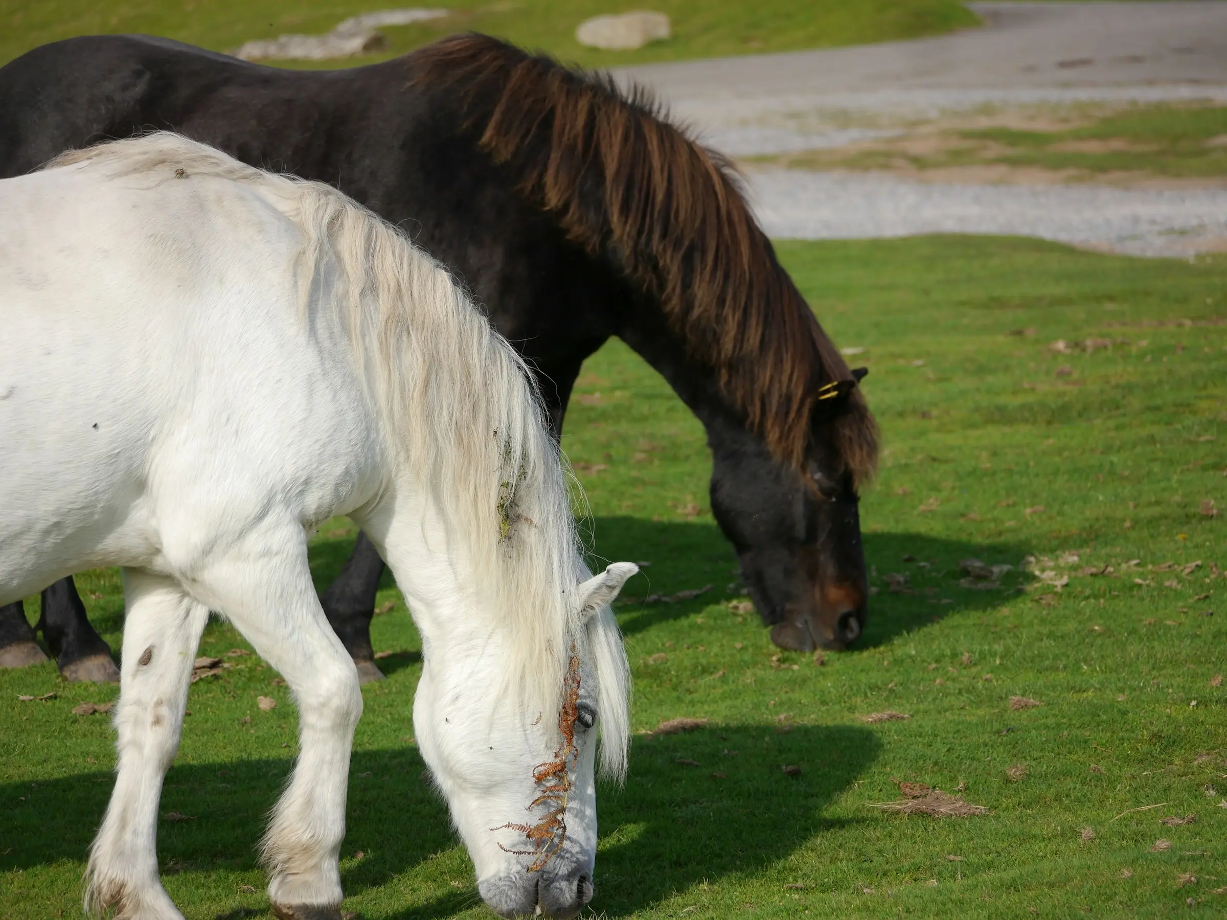 Dartmoor Pony