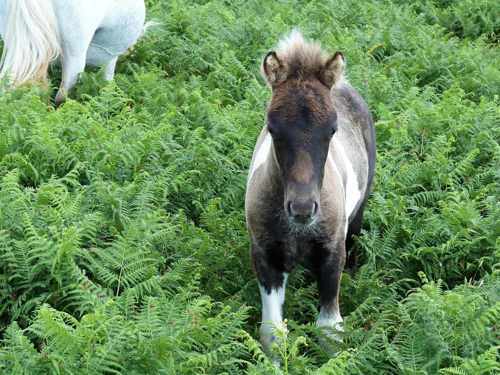 Foal standing in a field of ferns