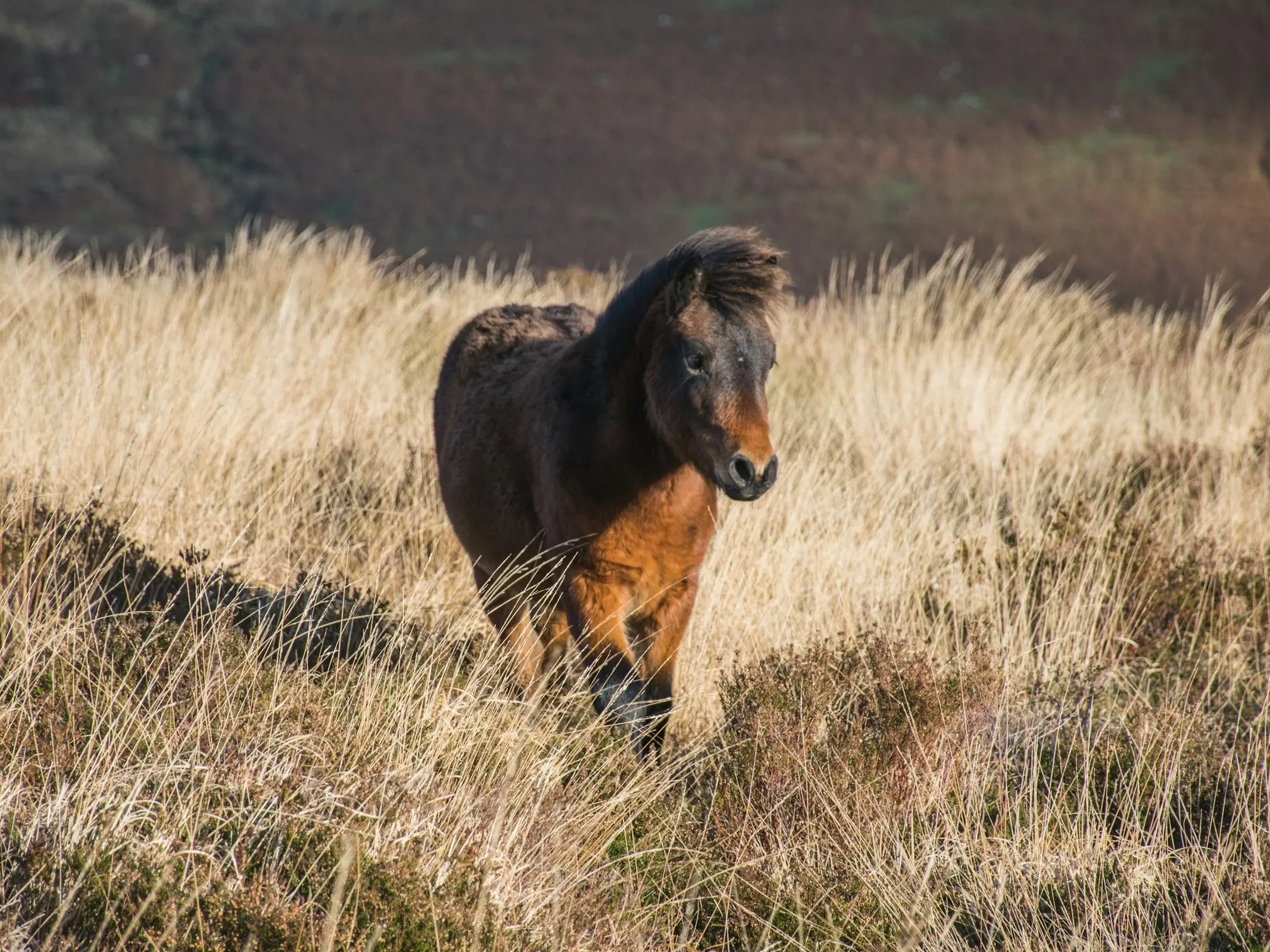 Dartmoor Pony