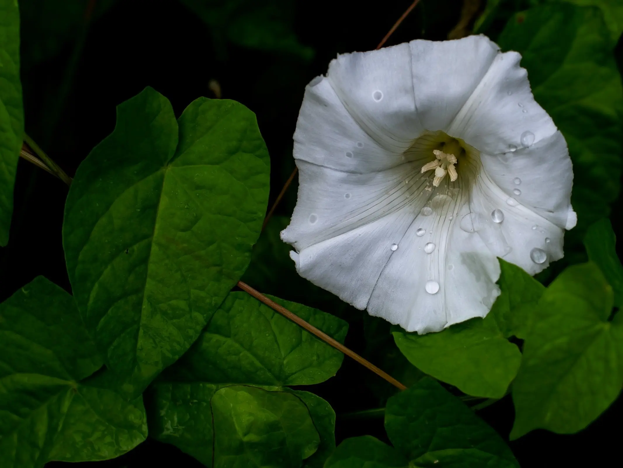 Angel's Trumpet