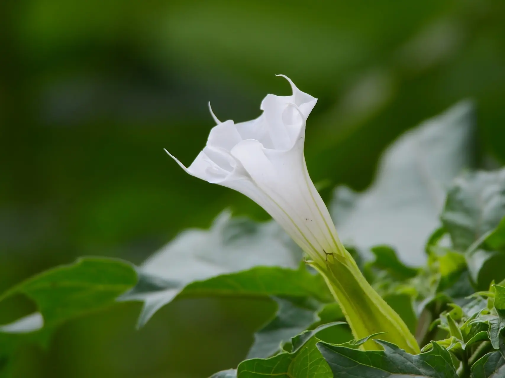 Datura