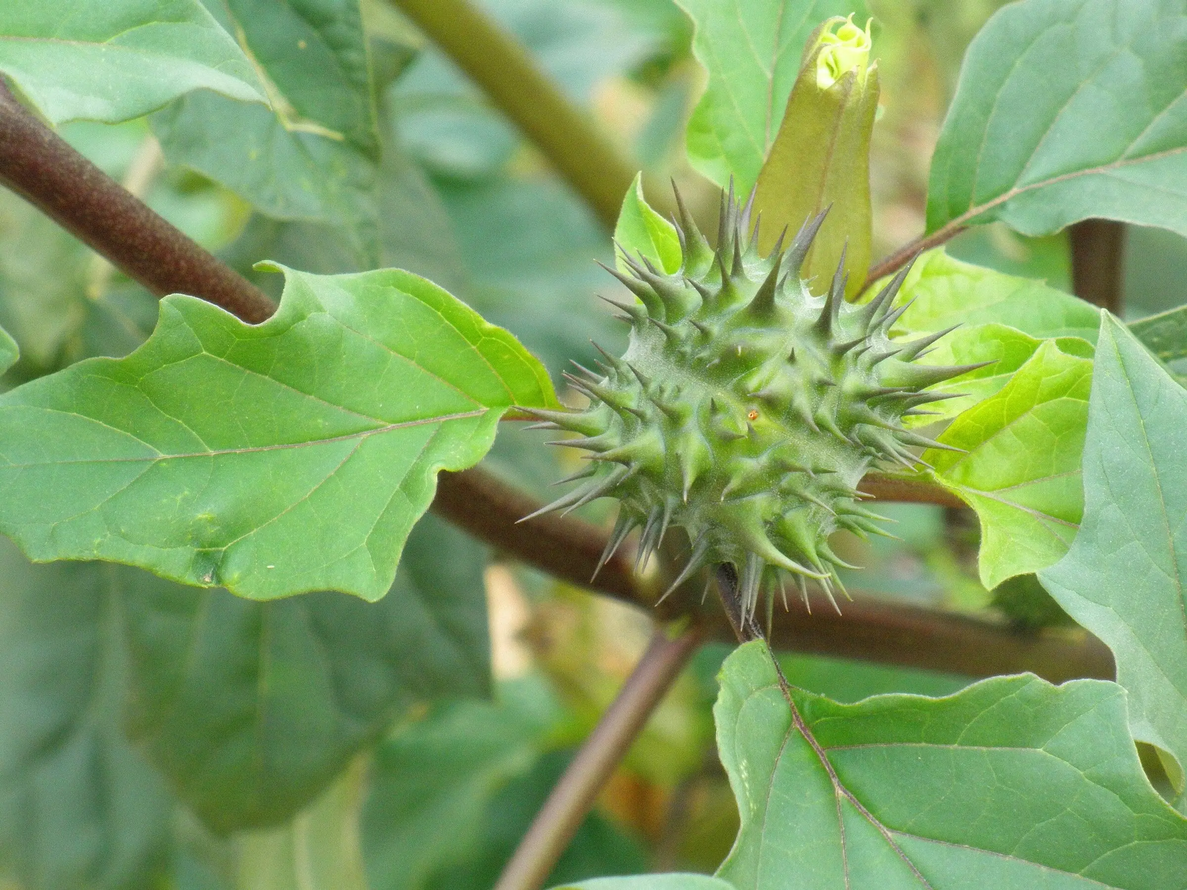 Datura