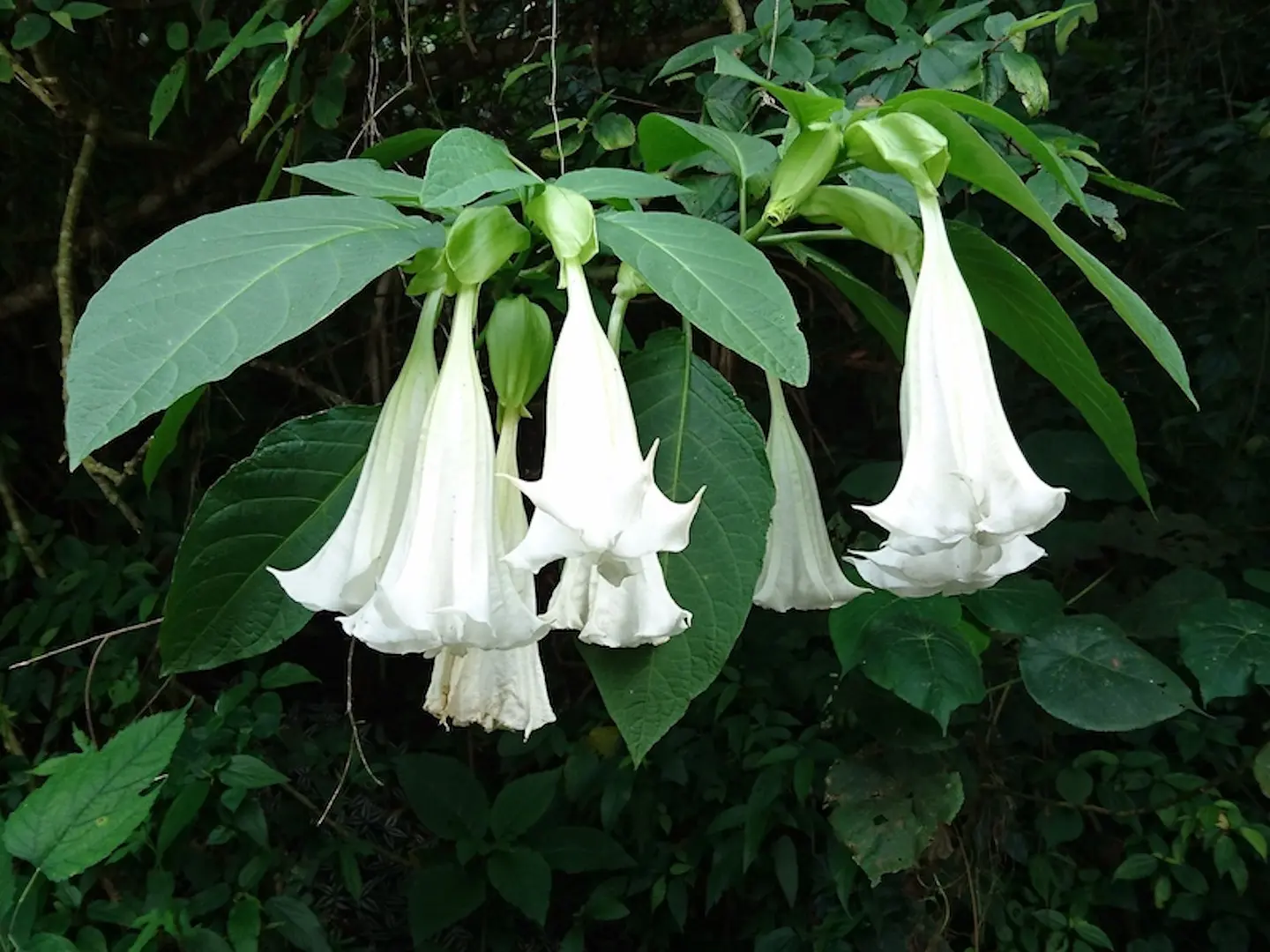 Datura