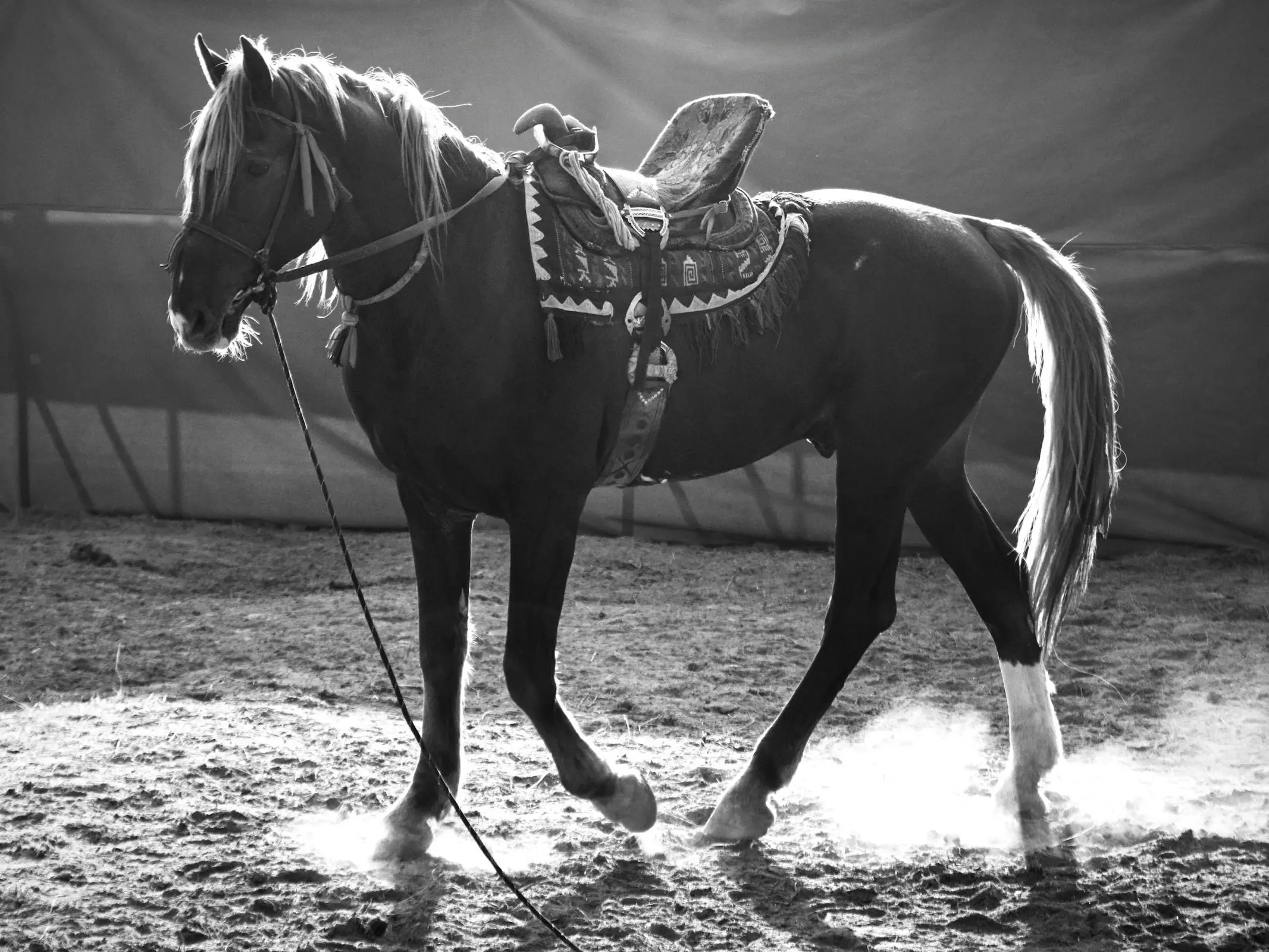 Dawand horse