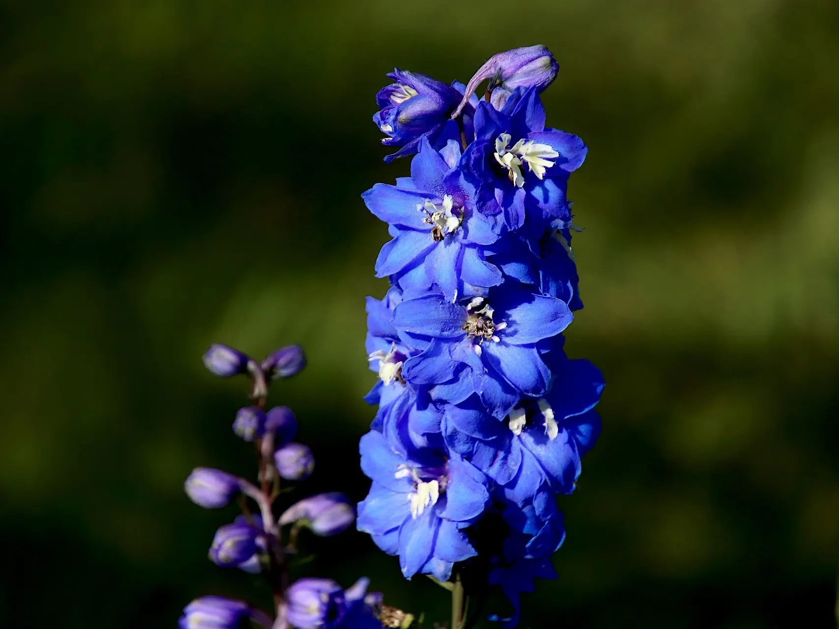 Delphinium