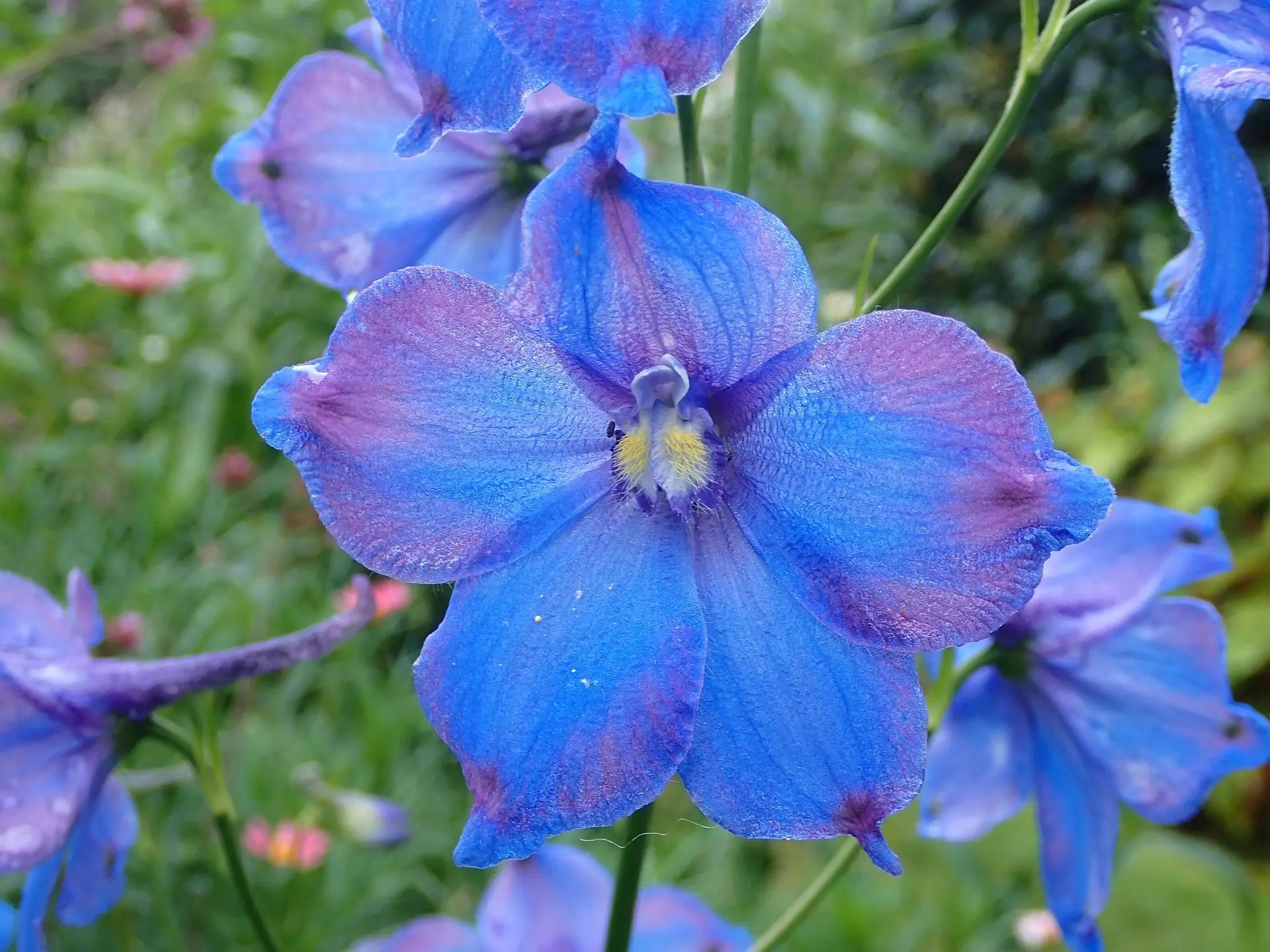 Delphinium