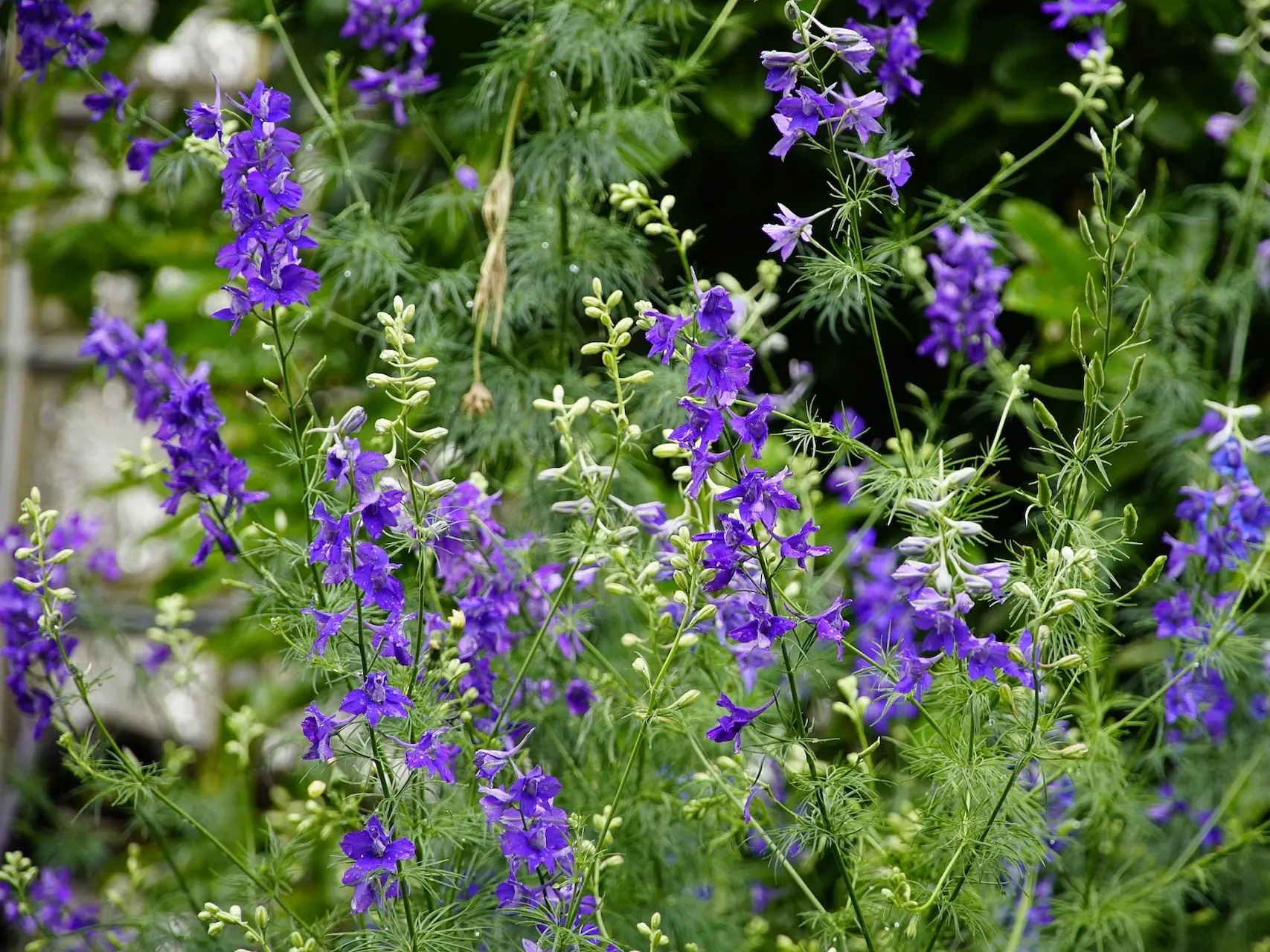 Delphinium