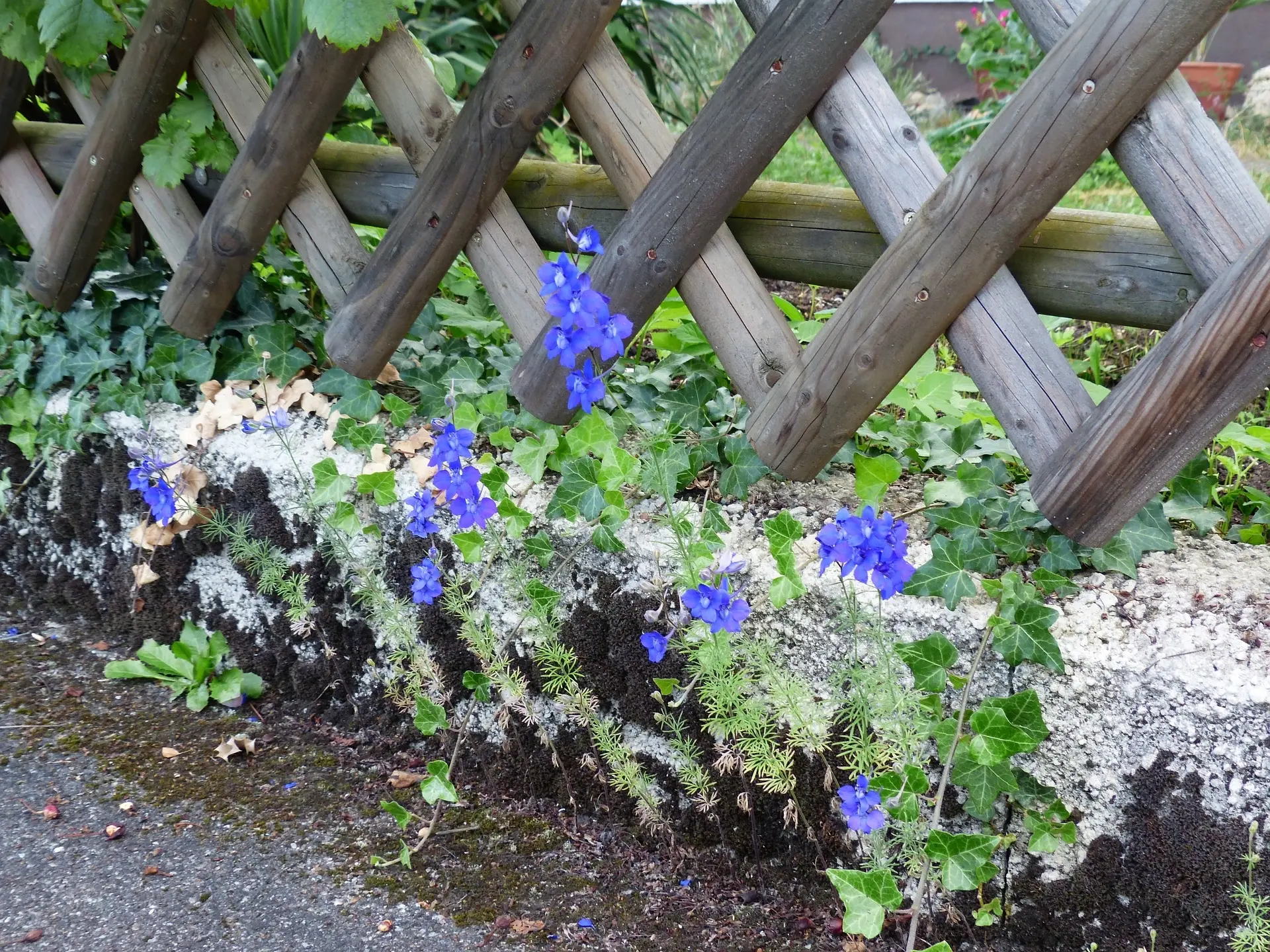 Delphinium