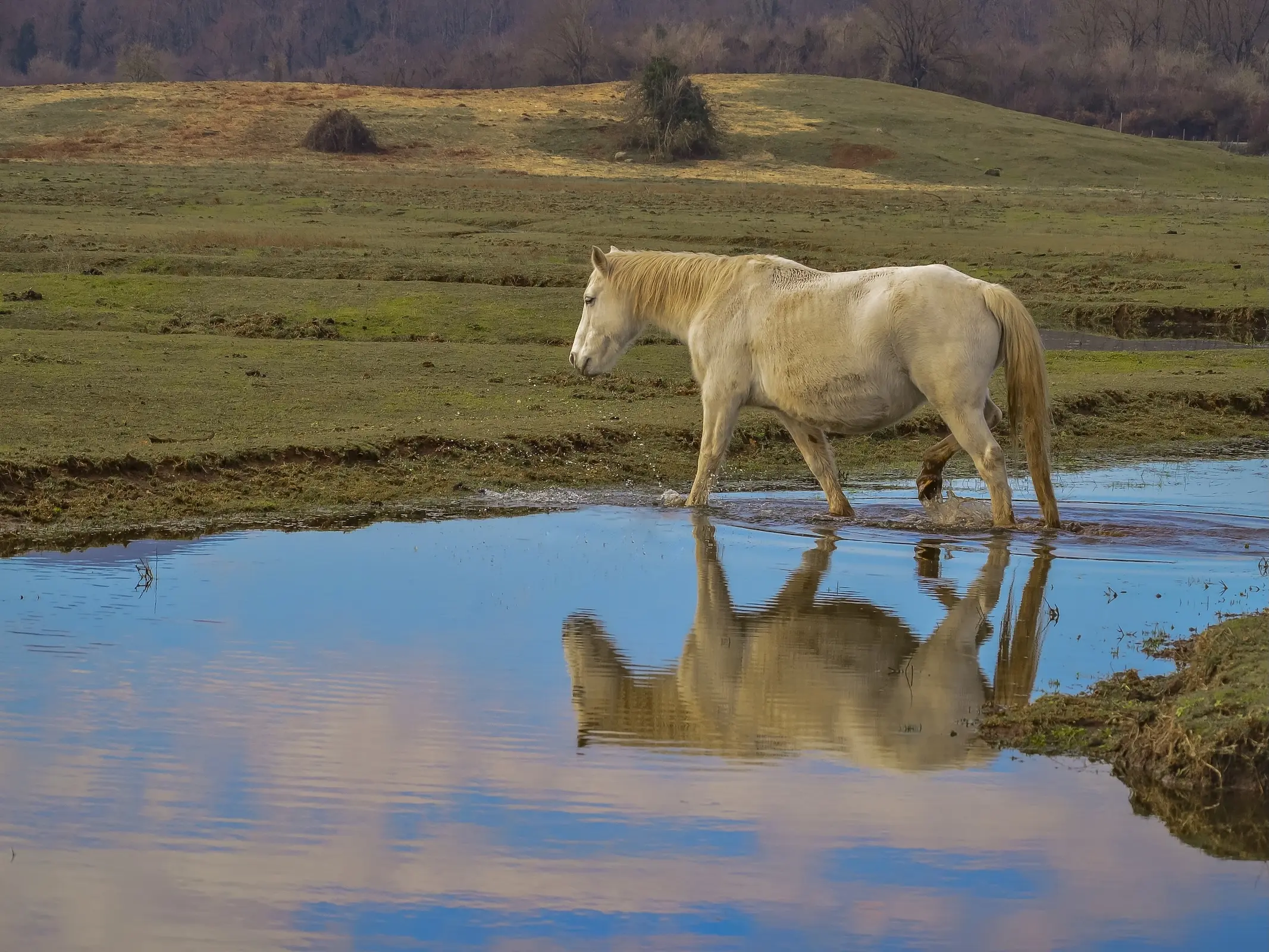 Delta Horse