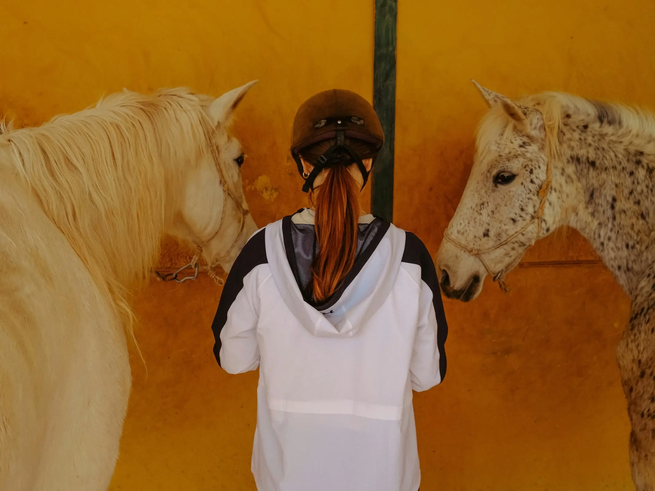 Dense fleabites on a horse